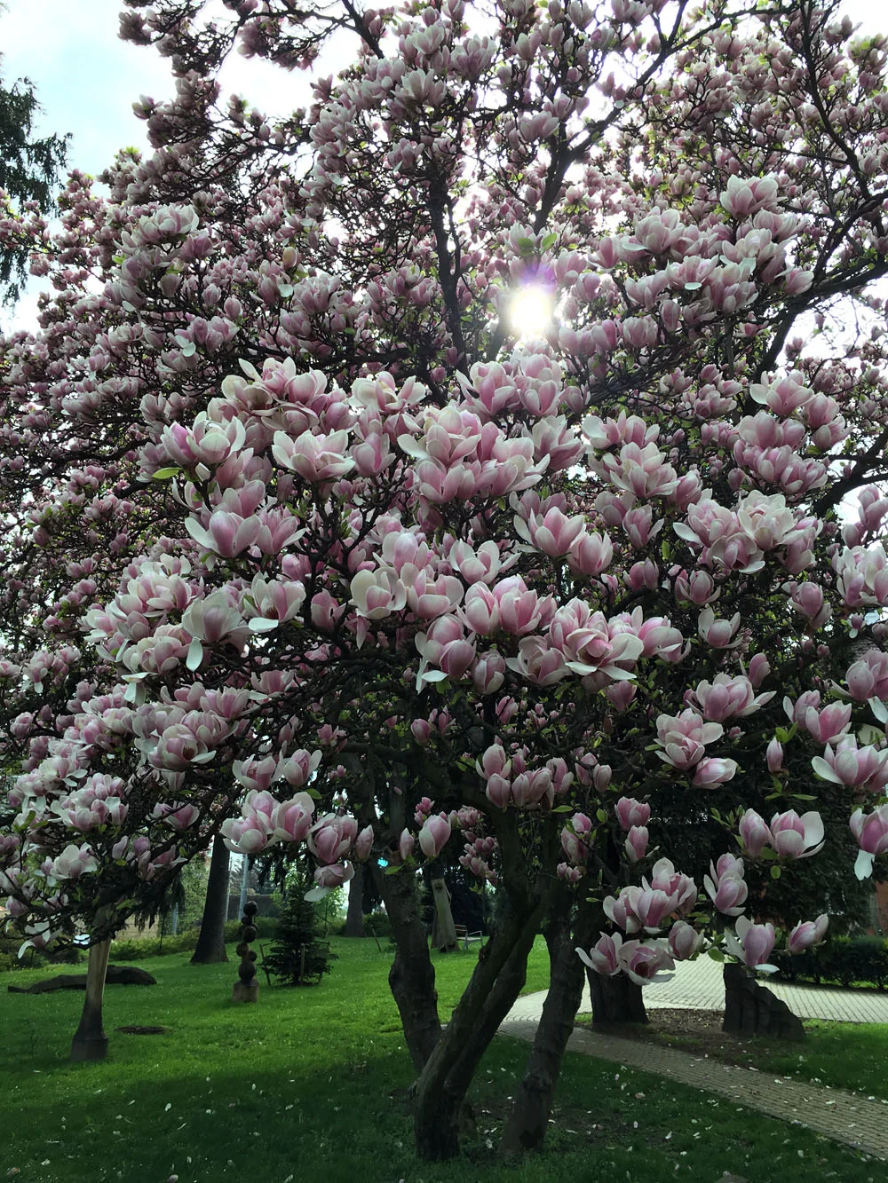 Před vilou Tomáše Bati jsou ty nejkrásnější stromy, zastavte se! // The most beautiful trees in front of the Bata Villa.