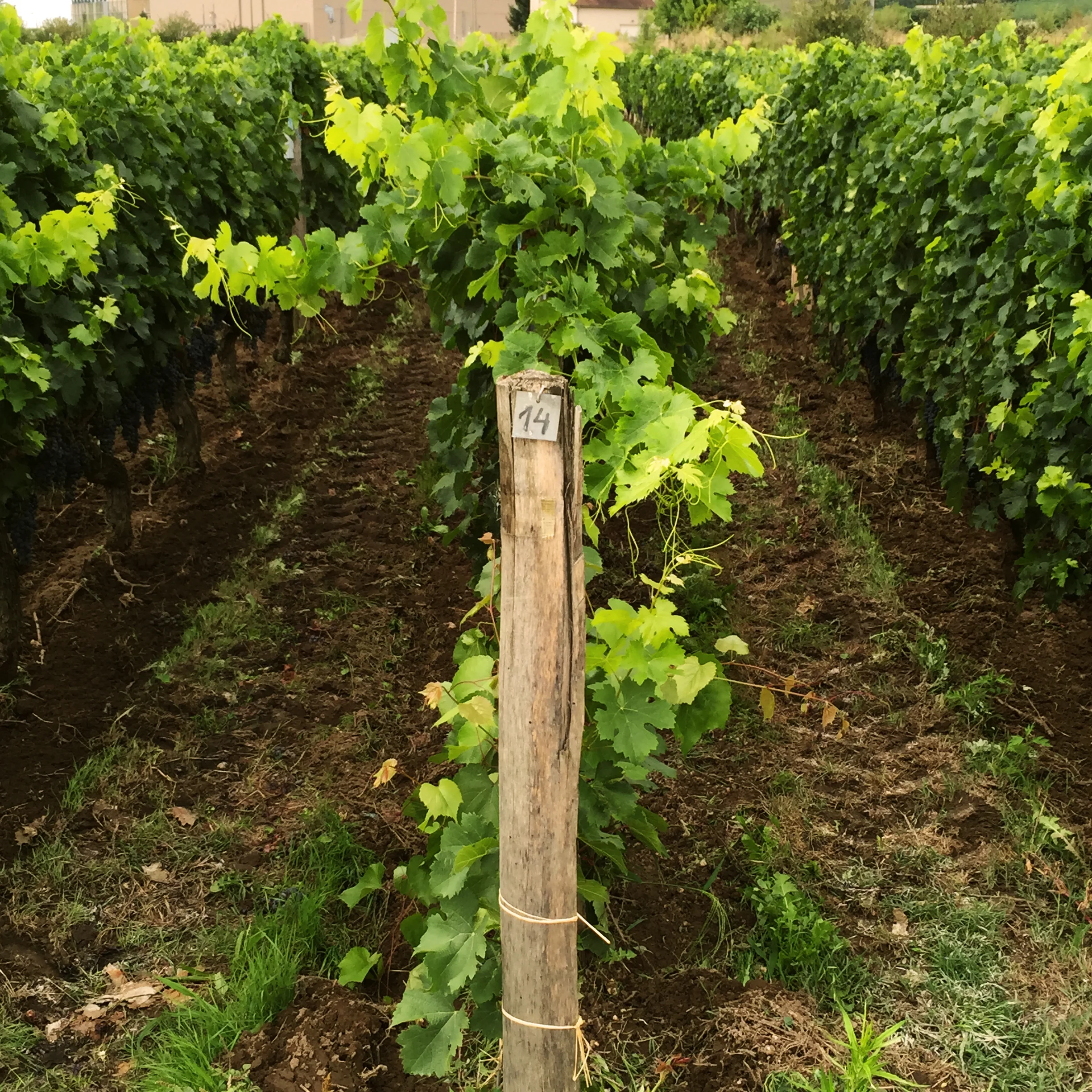 The château’s vineyard