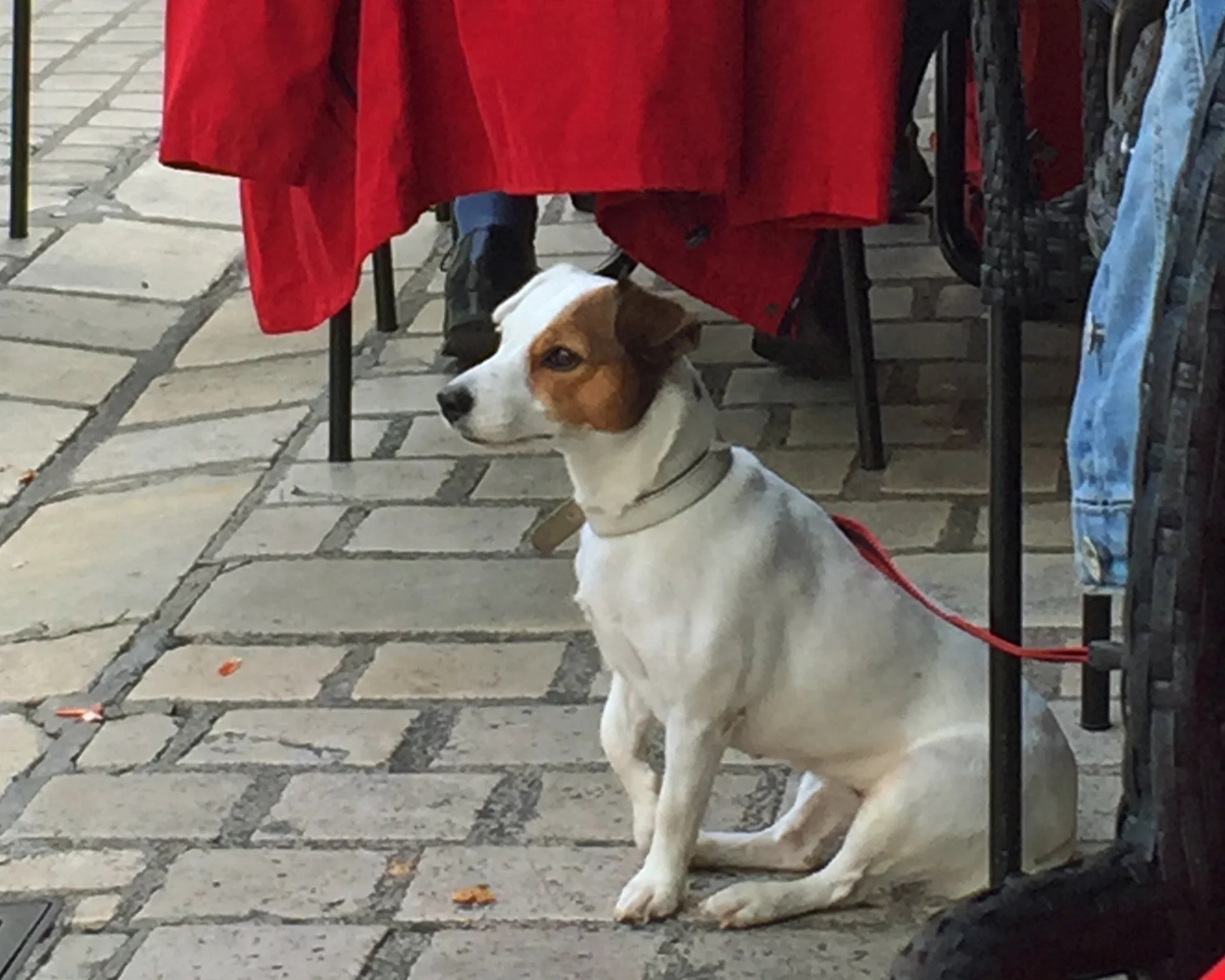 Cute French pup