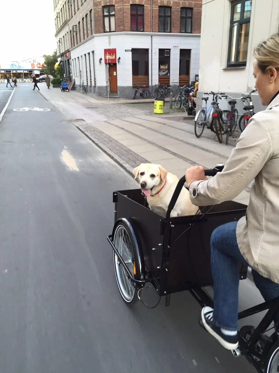 My friend’s super-cute dog is enjoying the ride!
