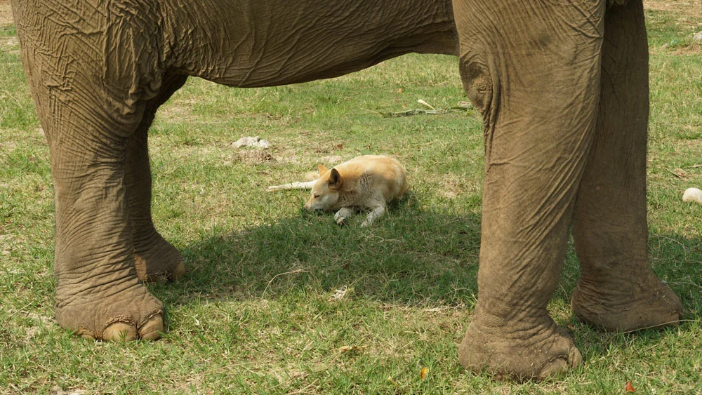 The rescue dogs like to sit in the elephants' shade
