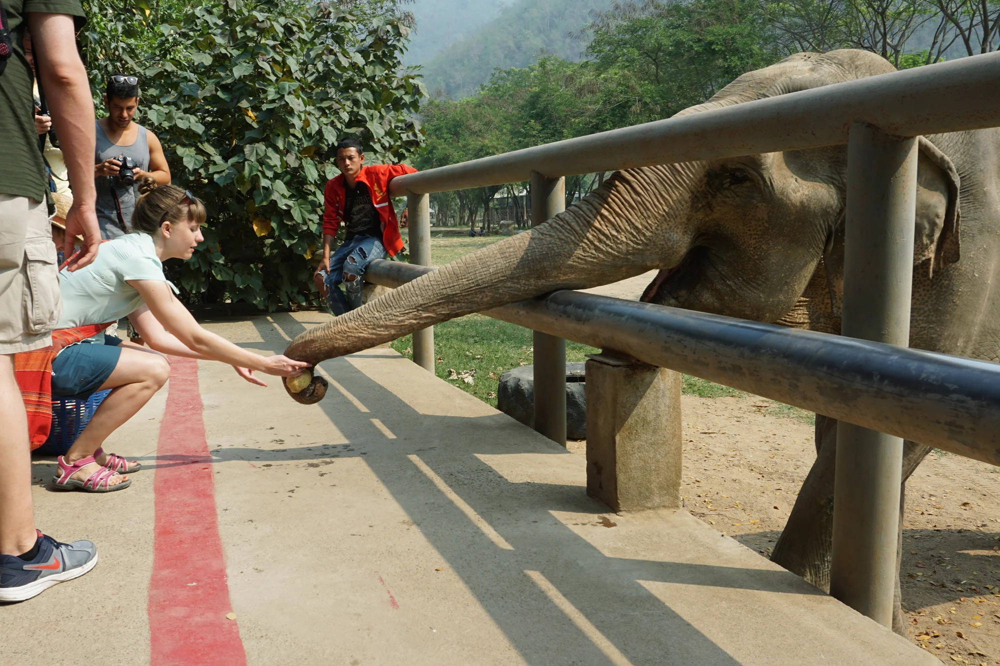 Elephant Nature Park, Chiang Mai