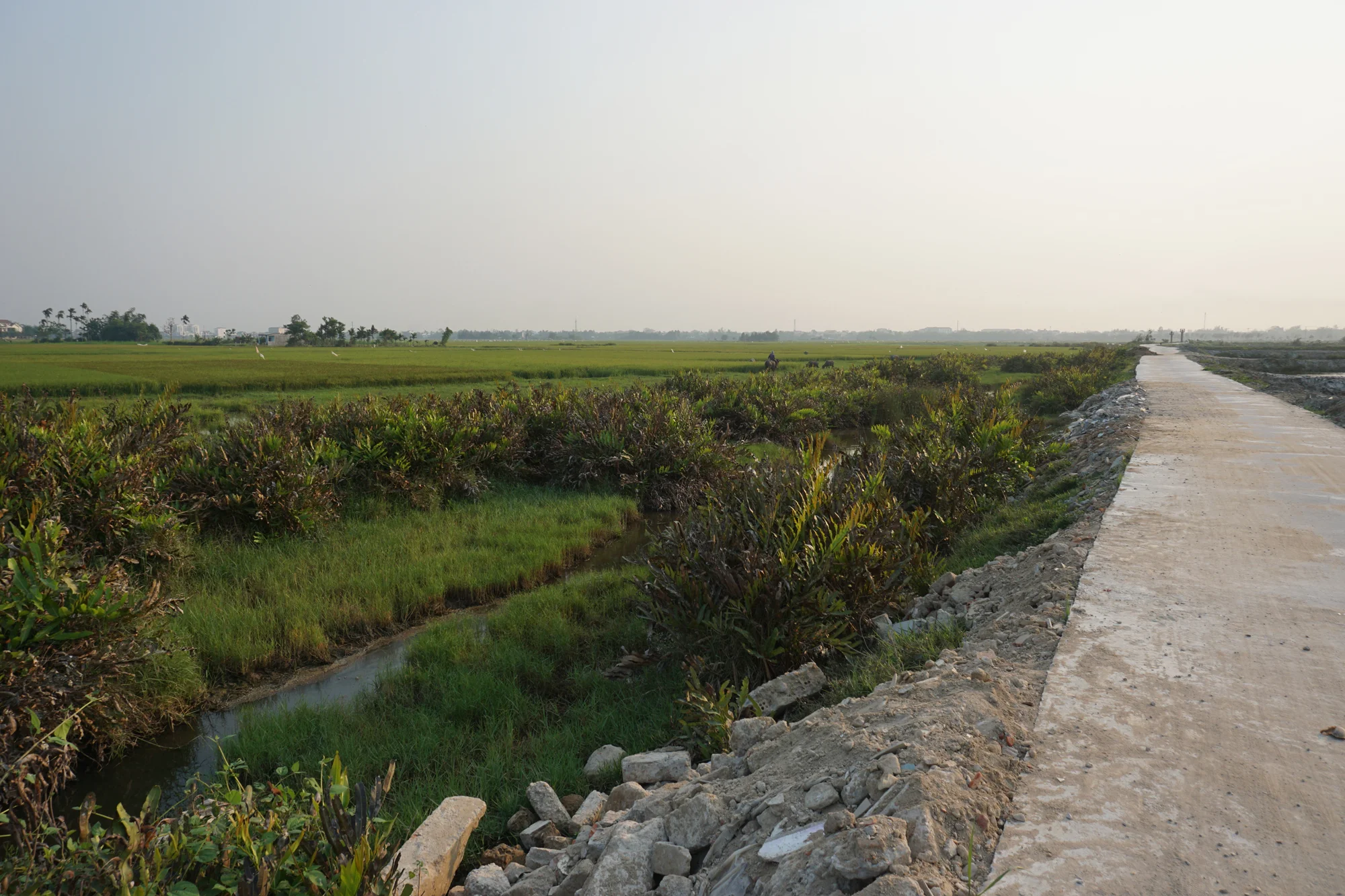 Biking through rice fields outside of Hoi An