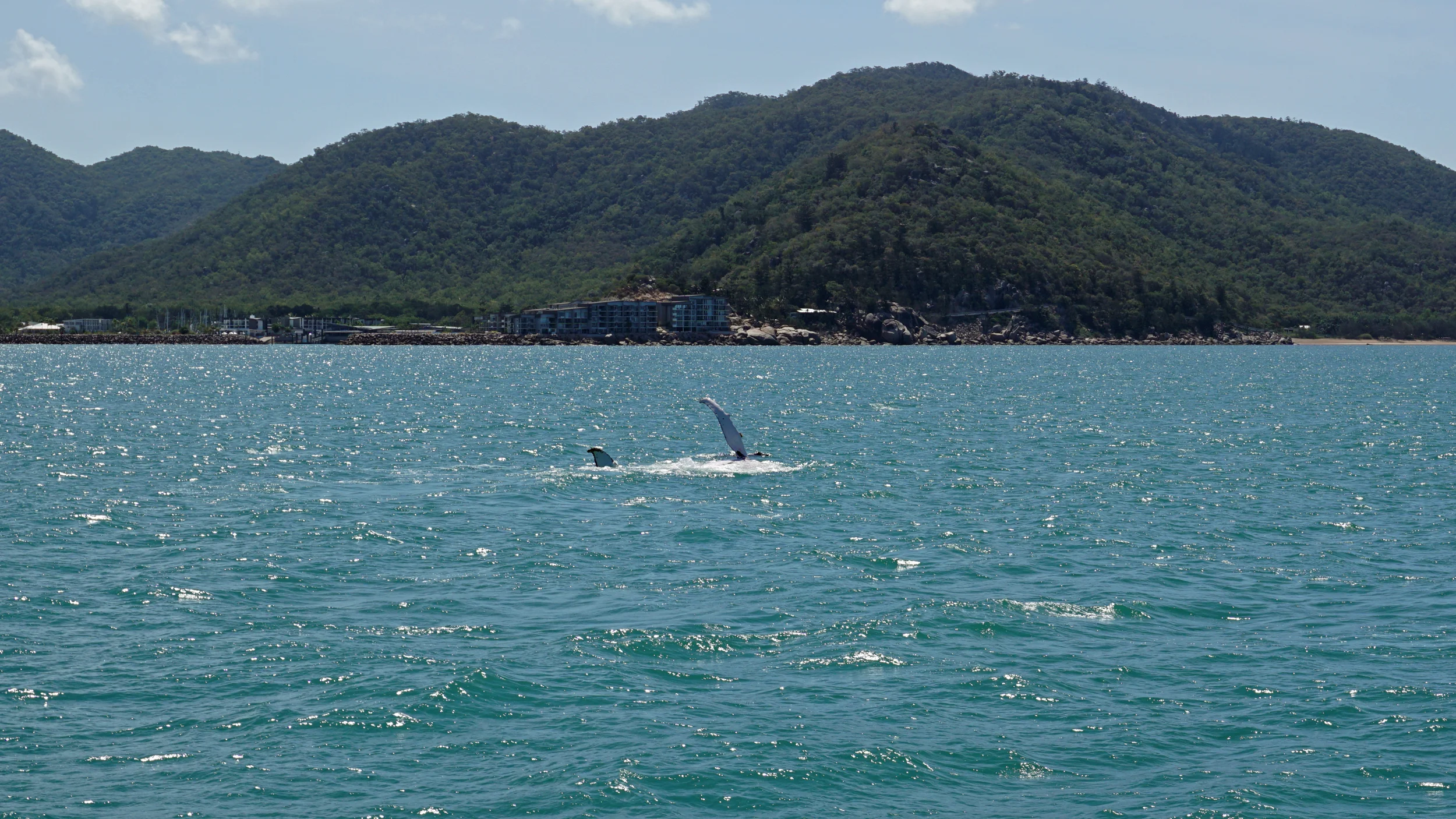On the ferry ride to the island, we just happened to see a humpback whale and her calf. Amazing!