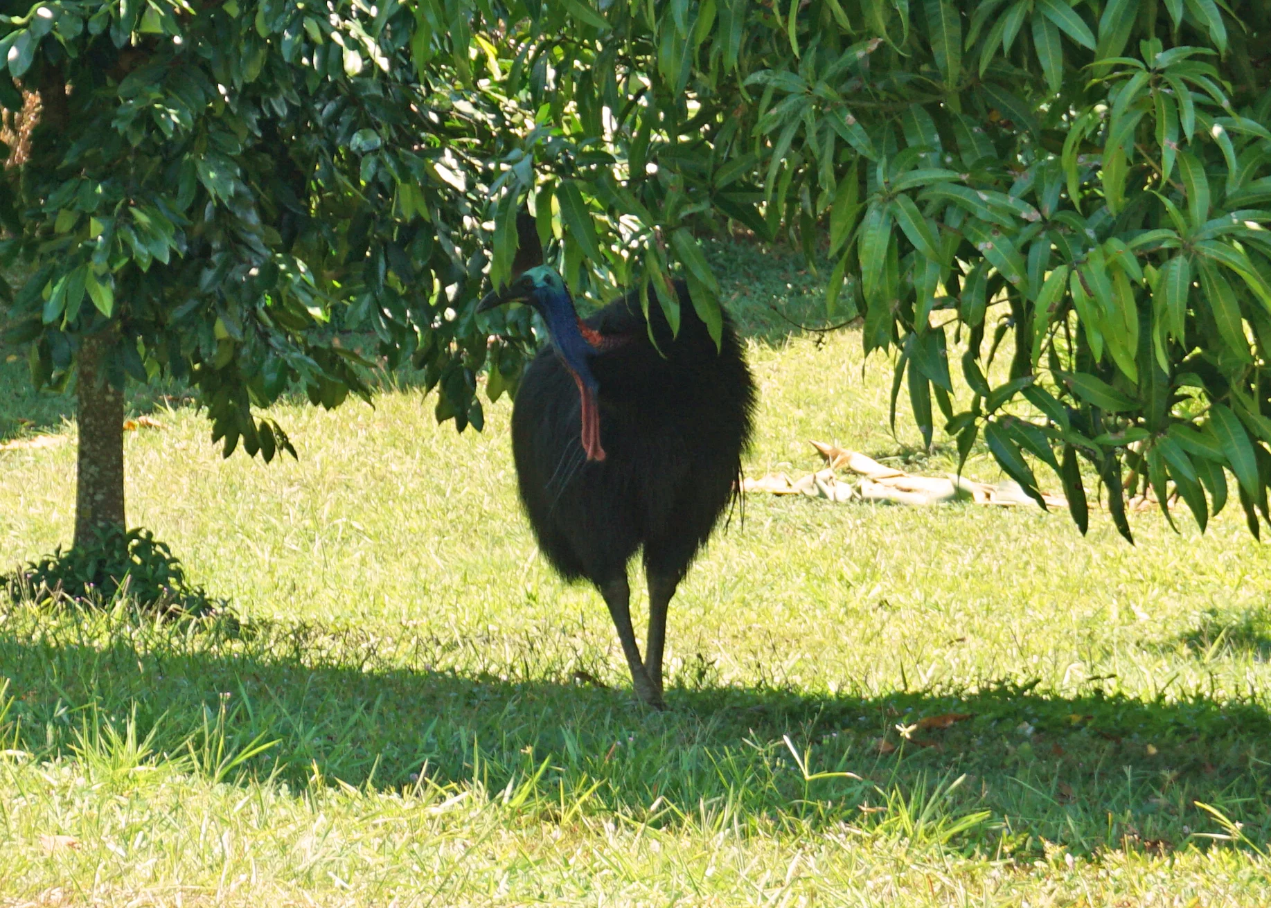 My camera chose that moment to run out of battery, and the cassowary didn’t ever come into the sunlight; this was the best shot I could get with my phone