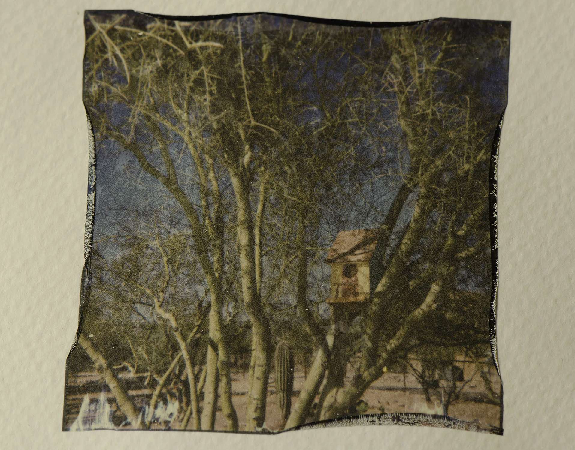 "Tree House"