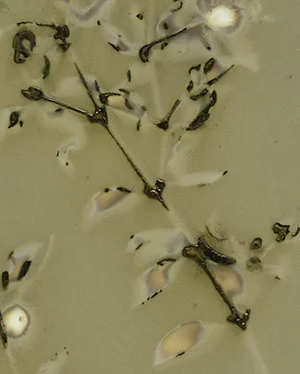 I loved this image because it has pieces of the creosote stems embedded in the gelatin silver emulsion (the result of lots of pressure and intense summer heat during exposure).