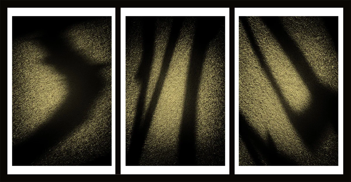 “Spirit of Ancient Trees” Aurumprints (ink on vellum over 24 kt gold leaf) Edition 1/5