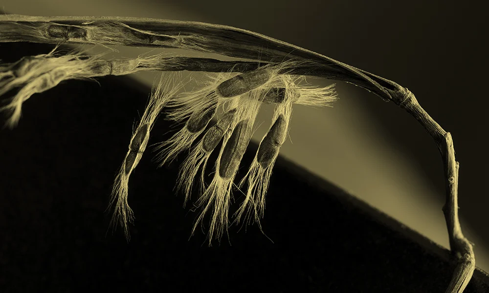 “Bending To Forces” Aurumprint (ink on vellum over 24 kt gold leaf) Edition 1/5