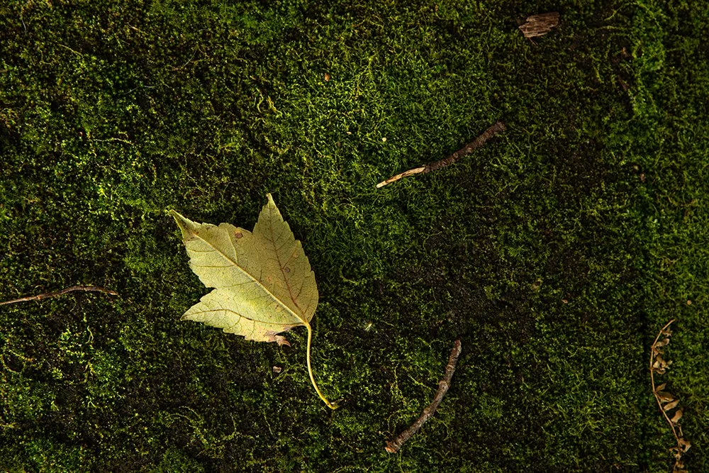Leaf7.jpg