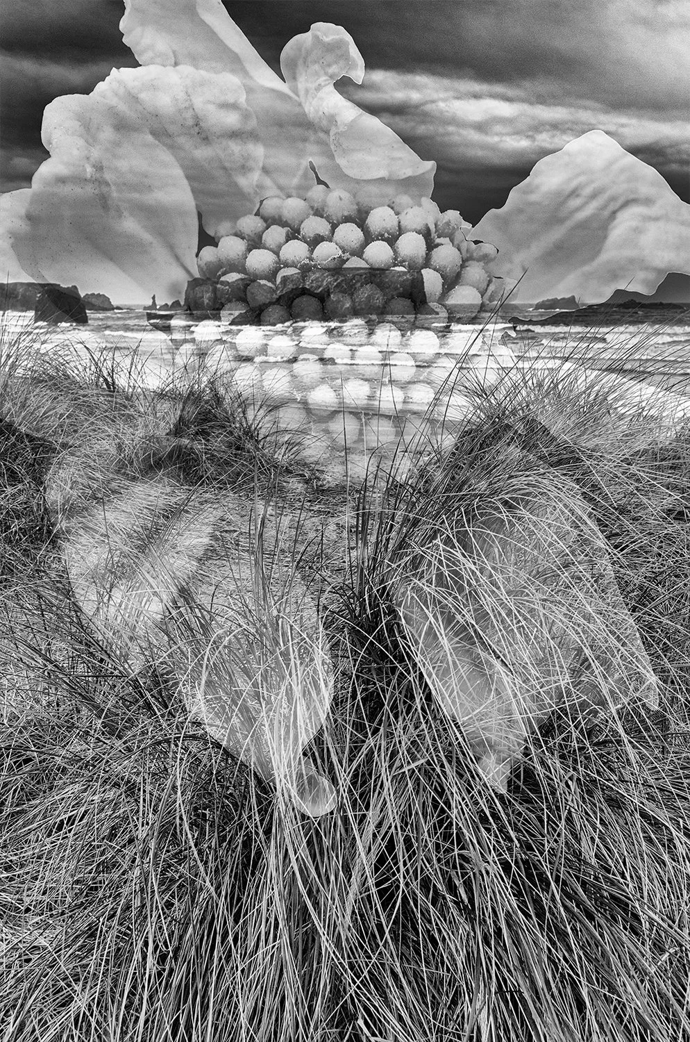 BeachBrittleBush copy.jpg