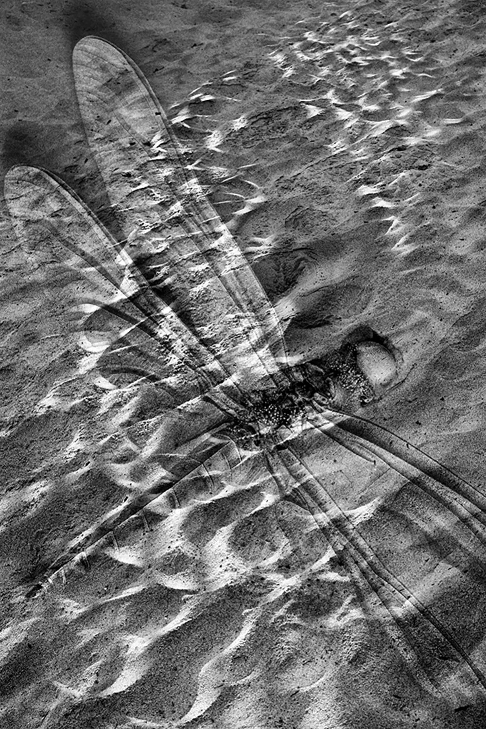 Dragonfly_Beach_SEFX11 copy 2.jpg