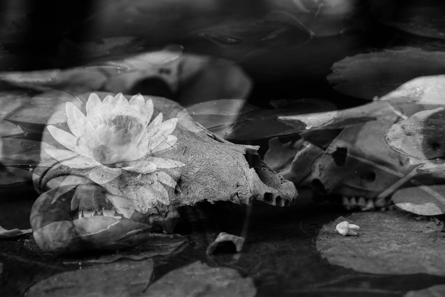 SkullsLilyPond_BW_REWORK copy.jpg