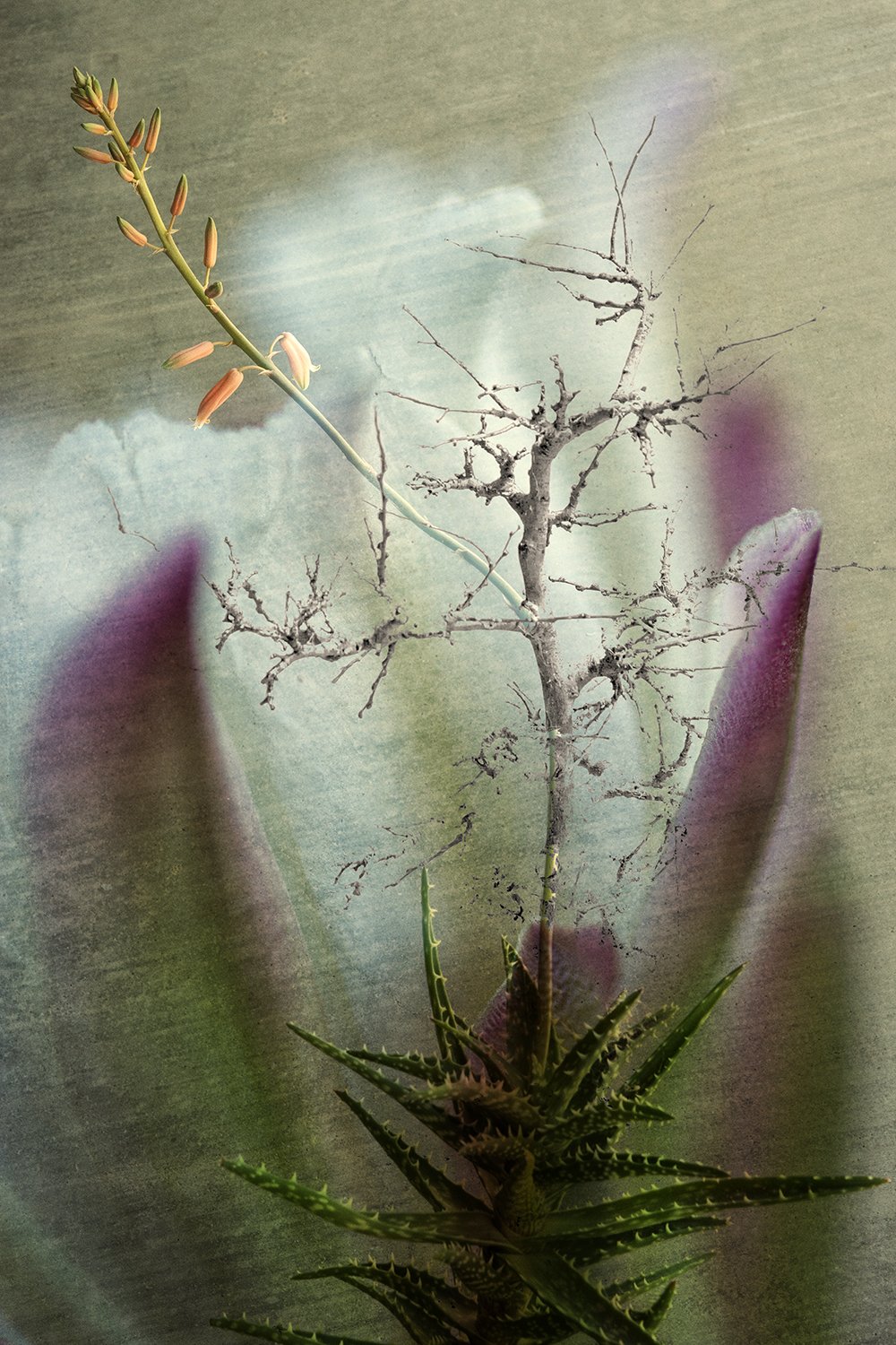 AloeScaryBranch copy.jpg