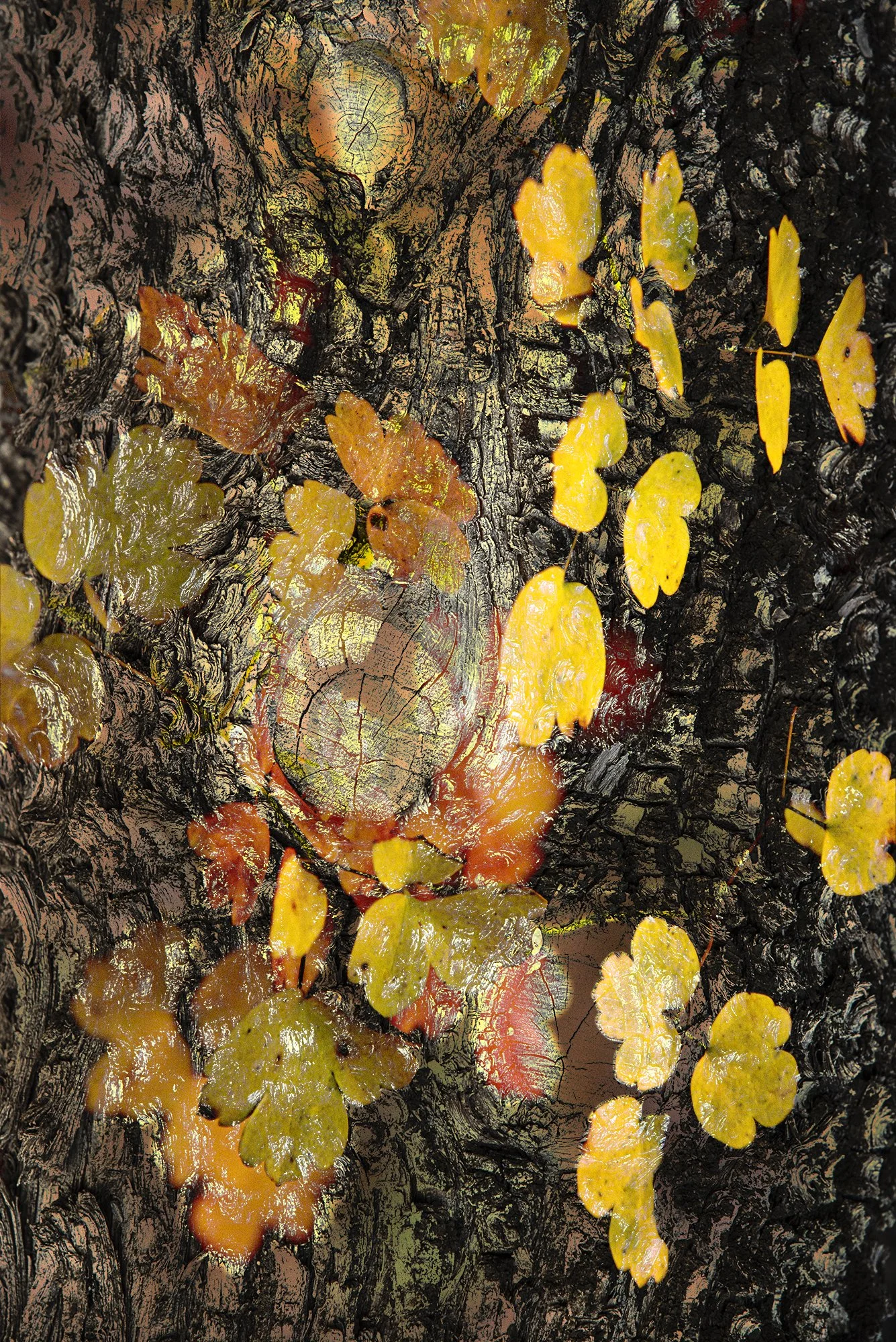 BarkLeaves_RedLeafDesat_copy copy.jpg