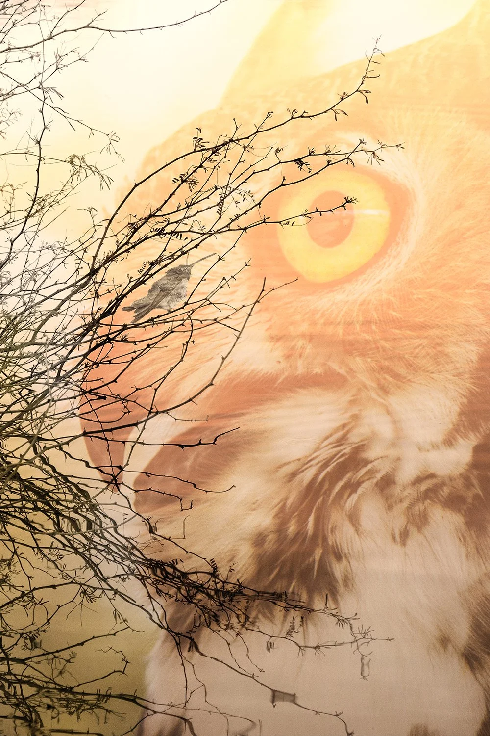 HummerOwlTree_REWORK copy.jpg