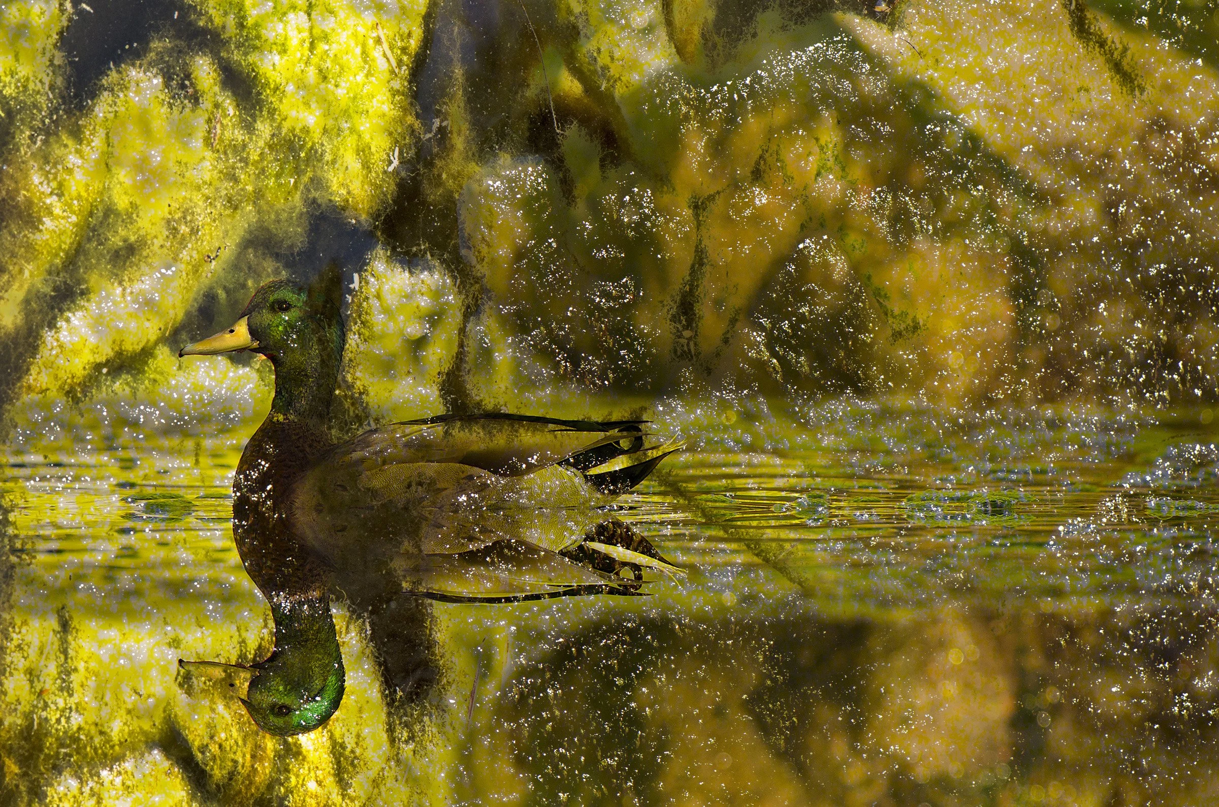 peronimiiller_cn_glidinginalgae.jpg