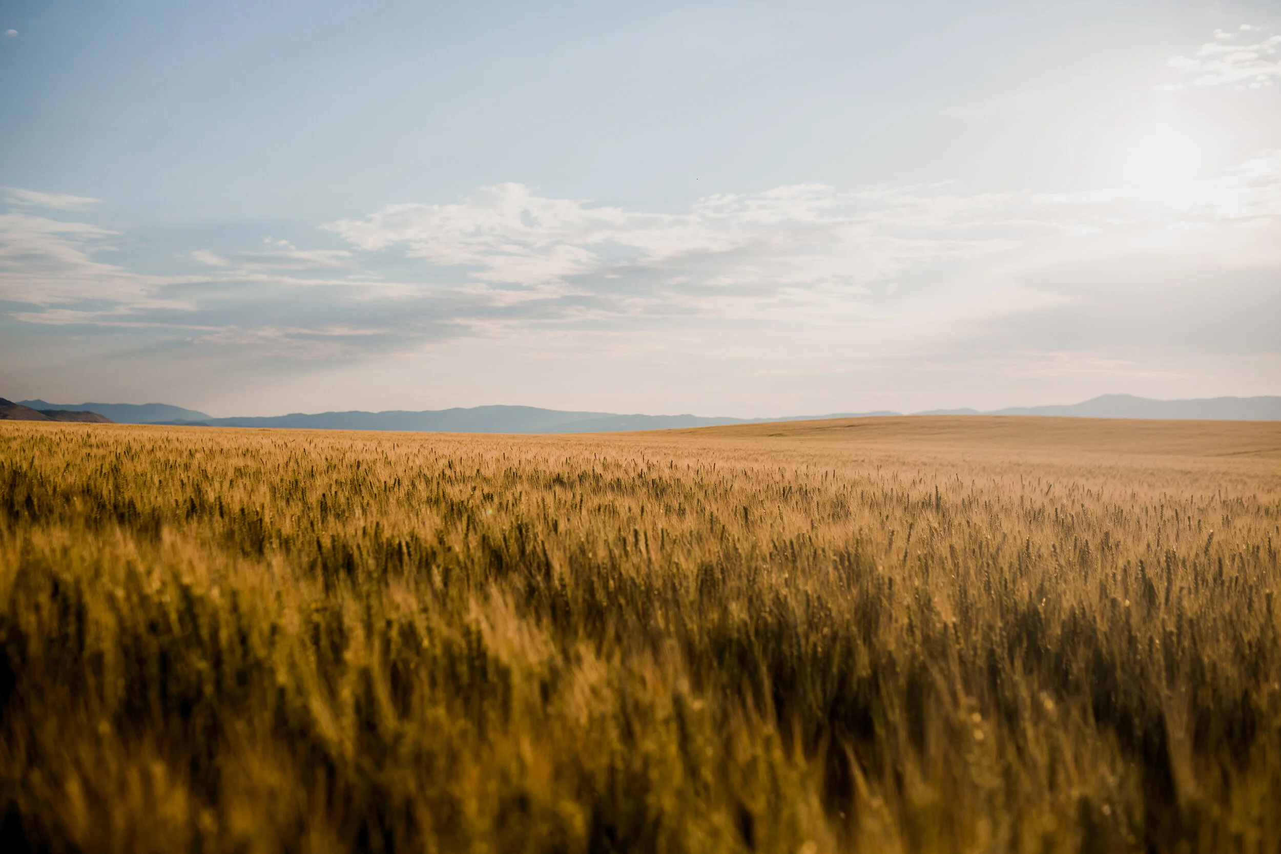 Wheat Field Three Forks Montana Food Photography Portland