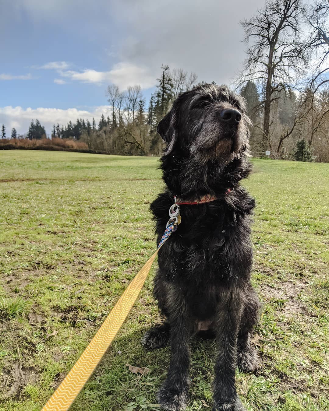 Meet Doc Hubbard aka Hubb. He's a great two year old boy, who is highly treat motivated, and already has speration anxiety....which we are working on. We are learning more about him day by day, and can't wait for you to meet him!

#dogsofinsta #PNW #