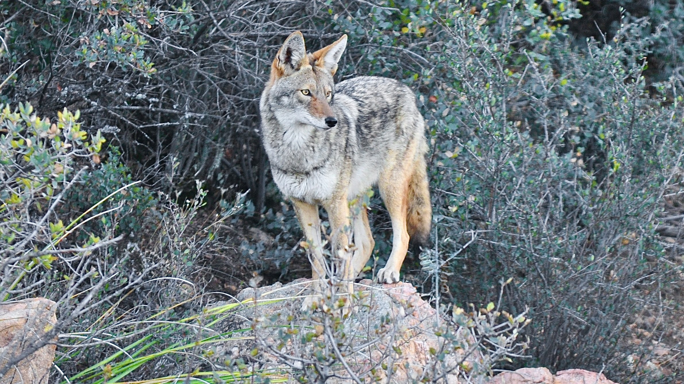WILDLIFE