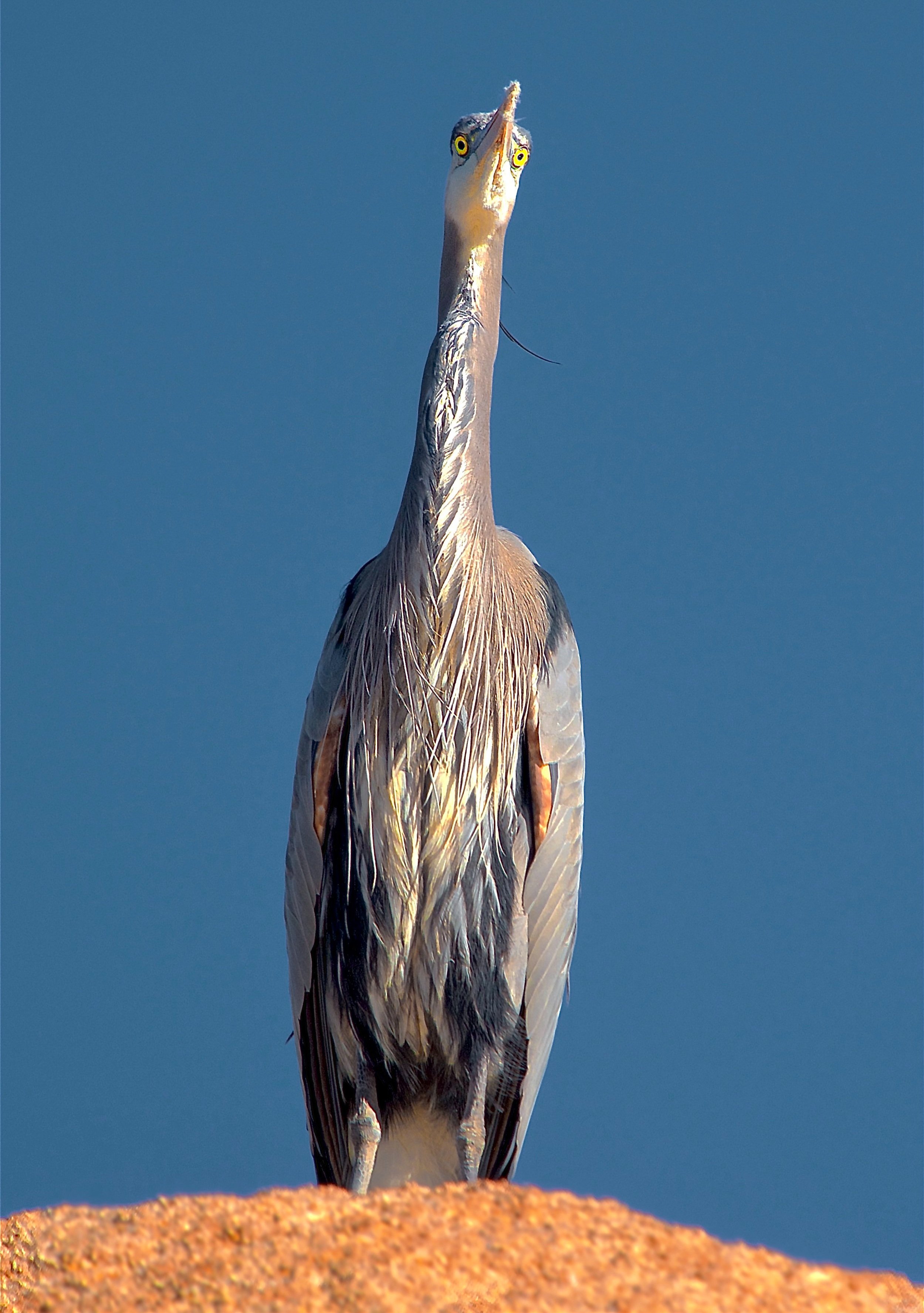 HERON SLIDESHOW (vertical)