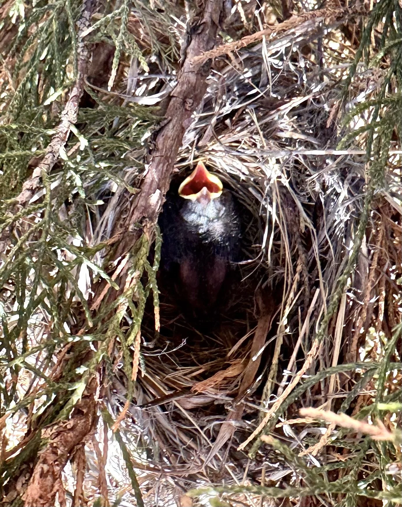 08/04/2025 only one chick left