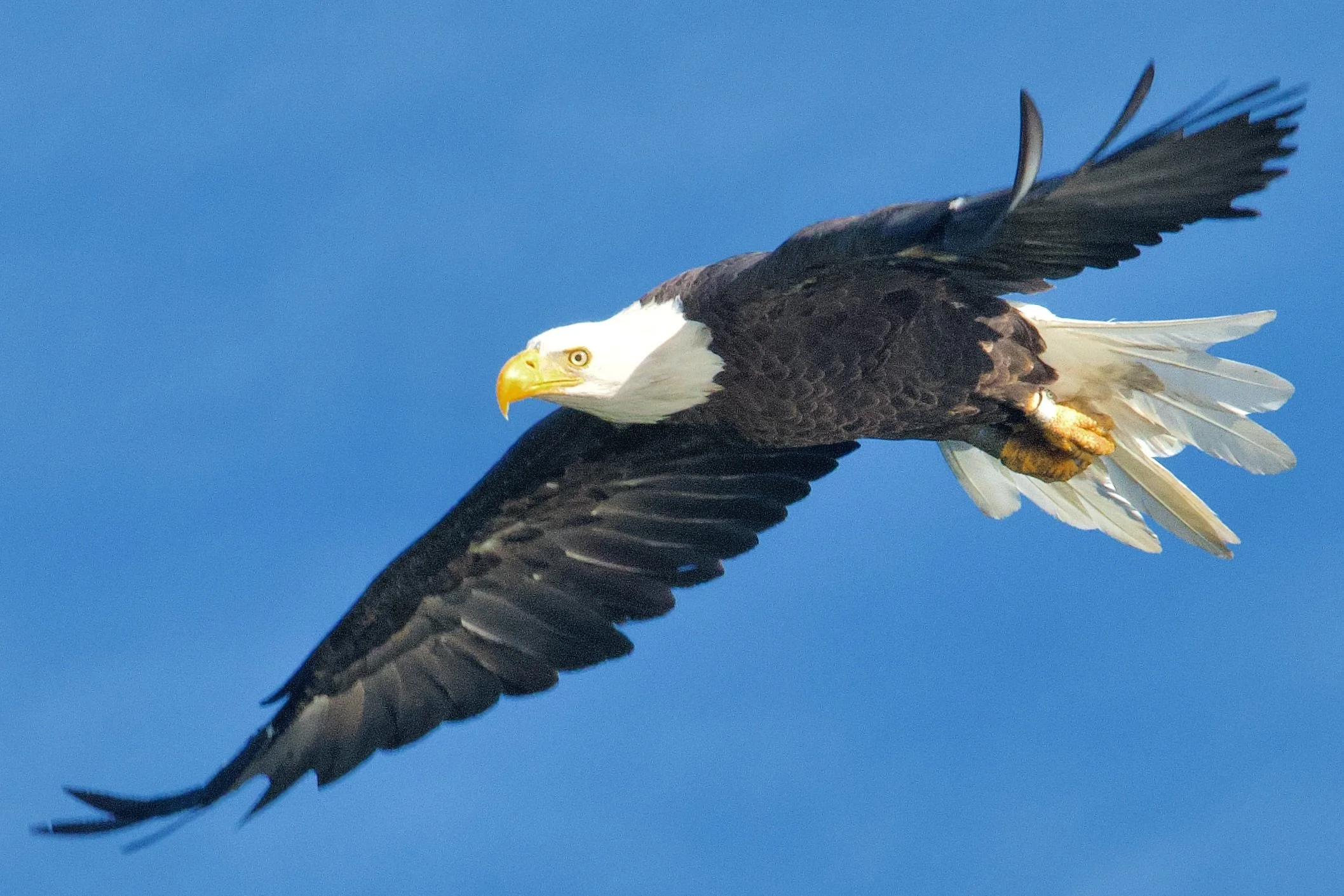 EAGLES