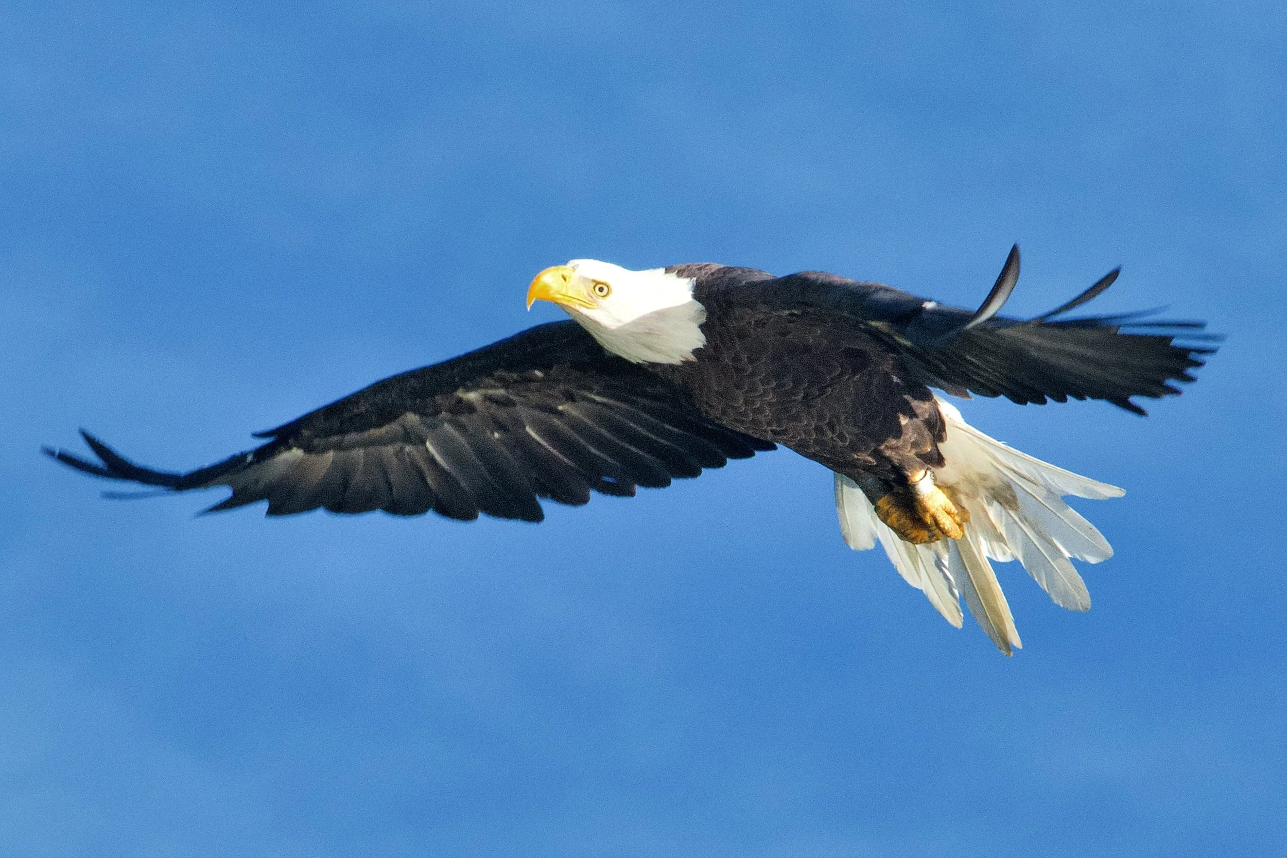 EAGLES