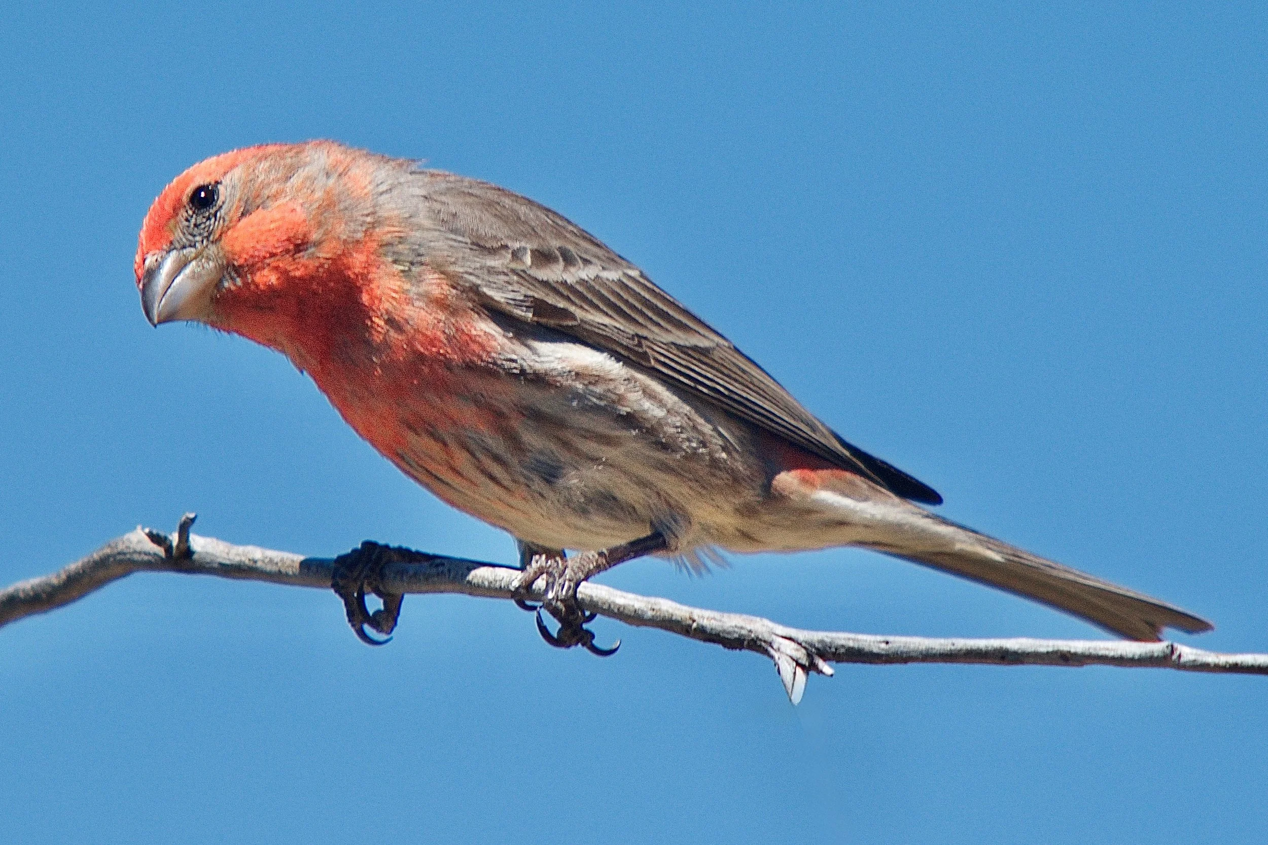 SMALLER BIRDS