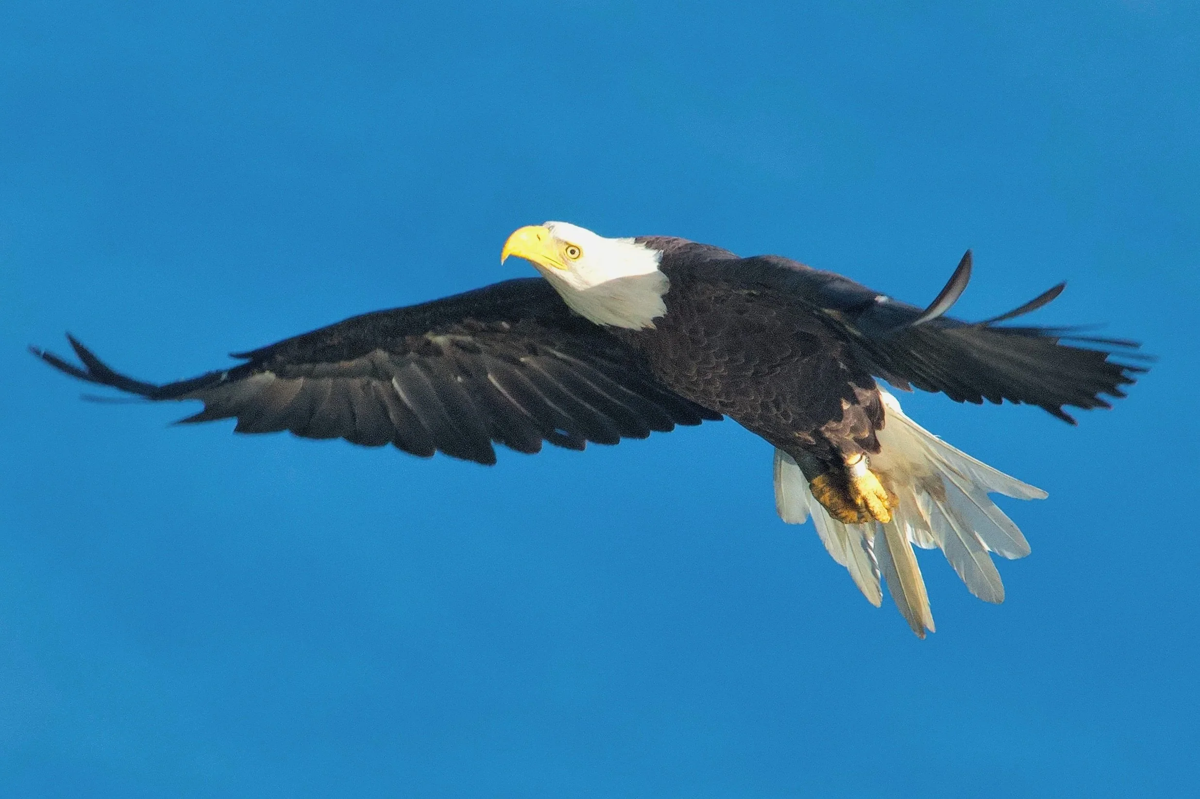 EAGLES