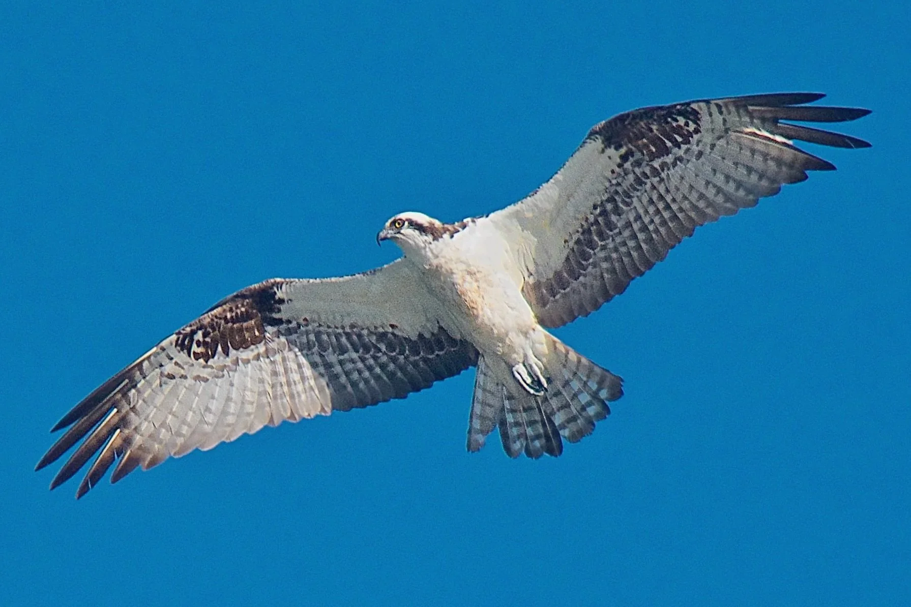 LARGER BIRDS