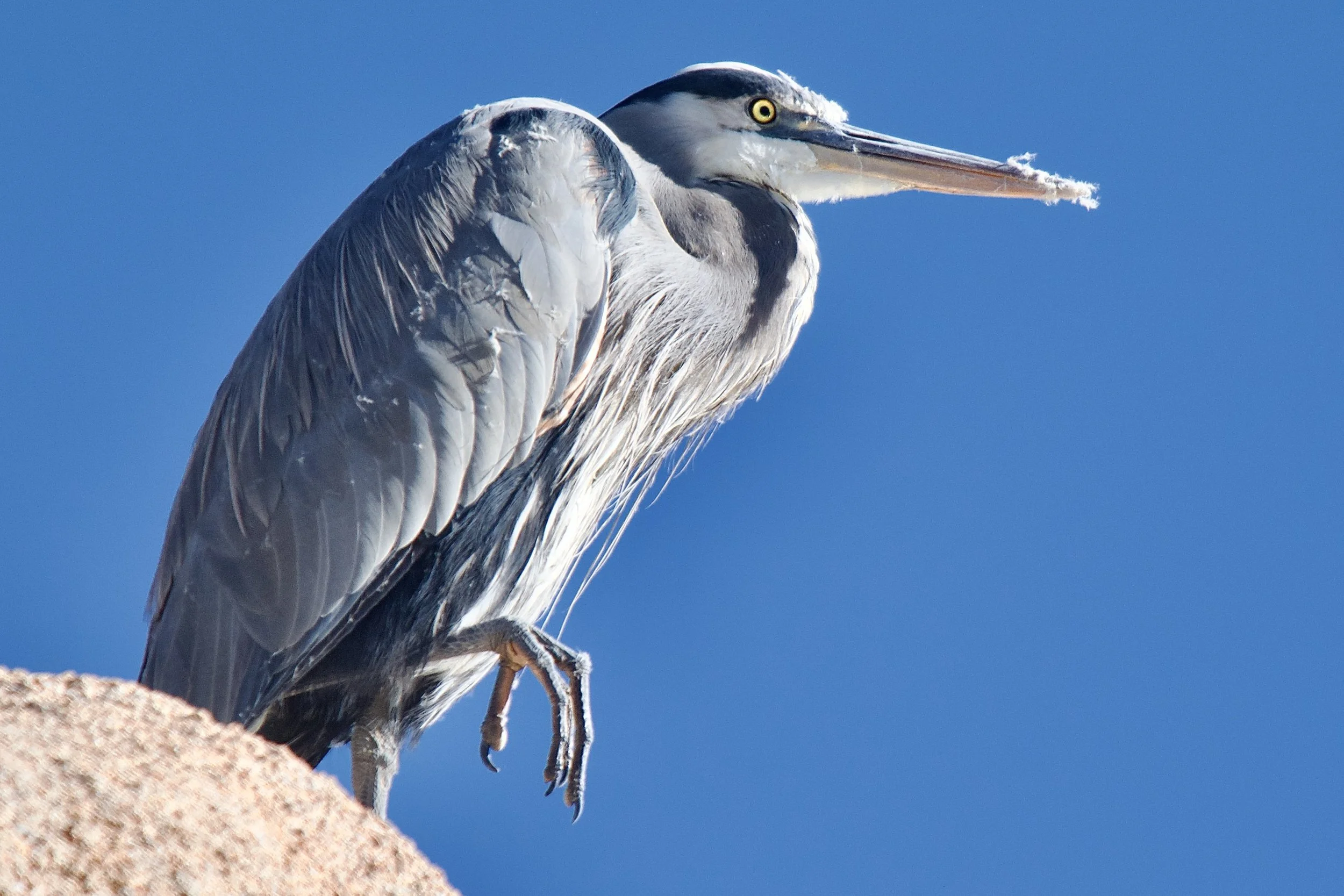 GREAT BLUE HERONS