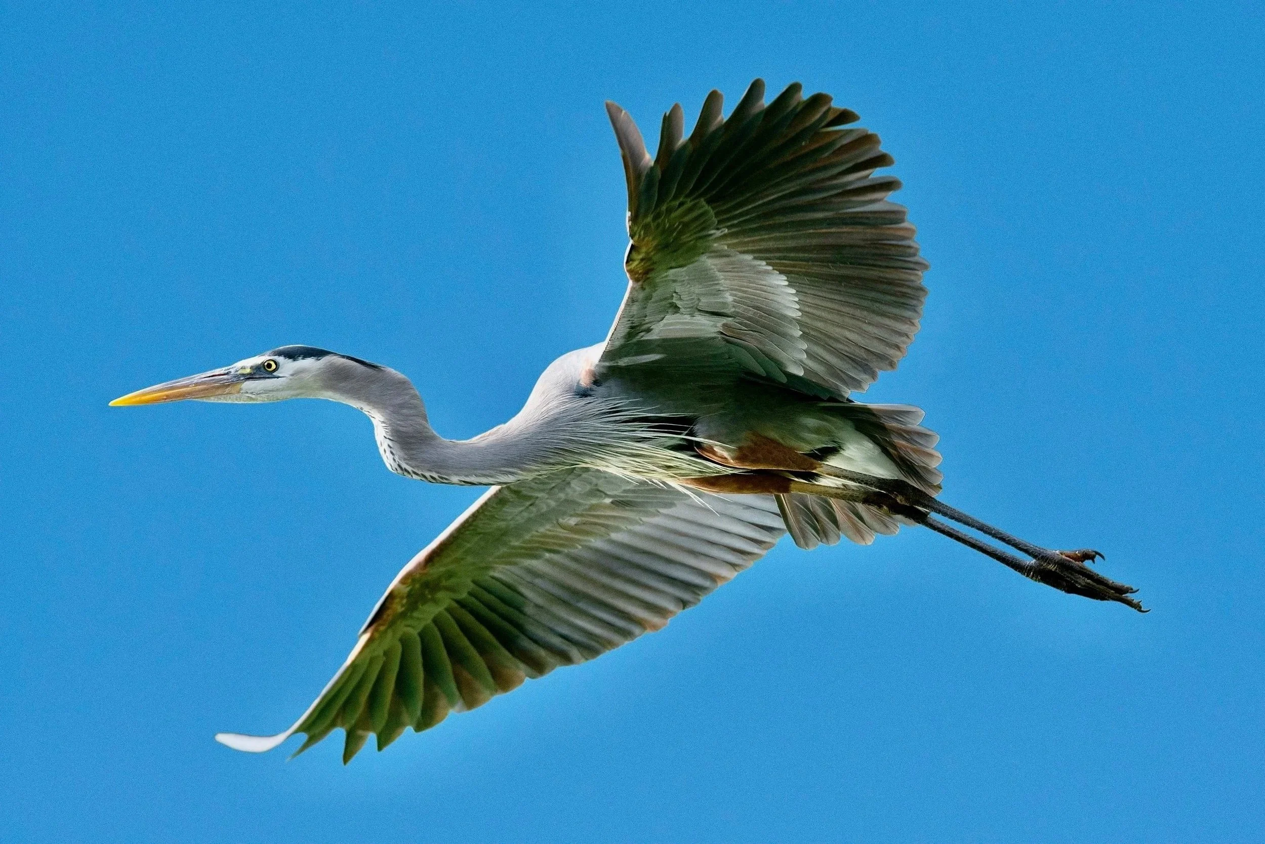 GREAT BLUE HERONS