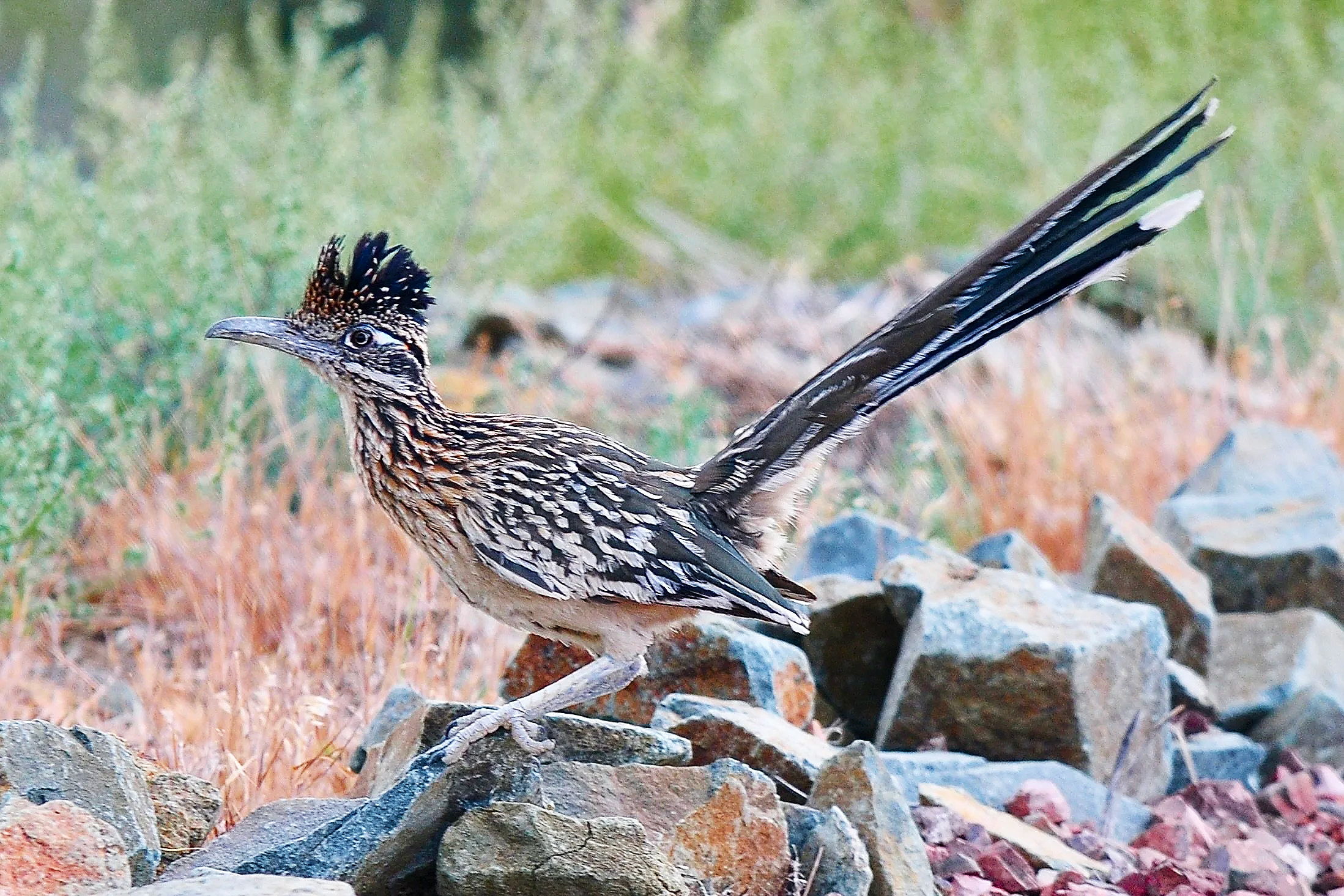 ROADRUNNERS