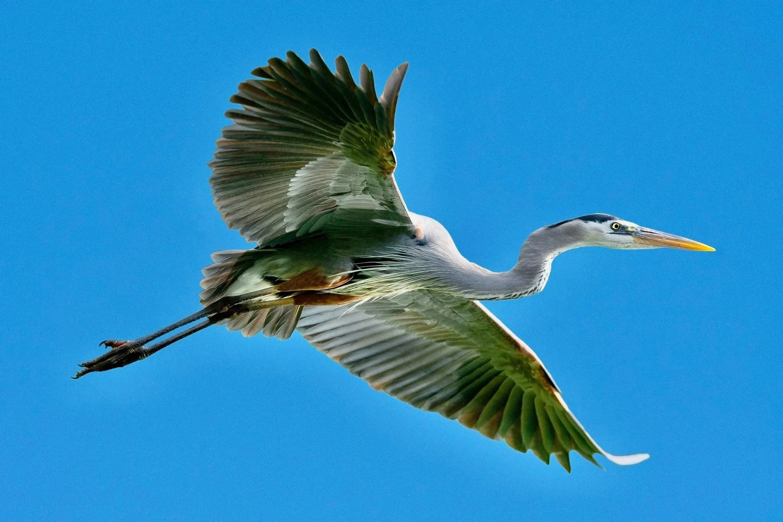 GREAT BLUE HERONS