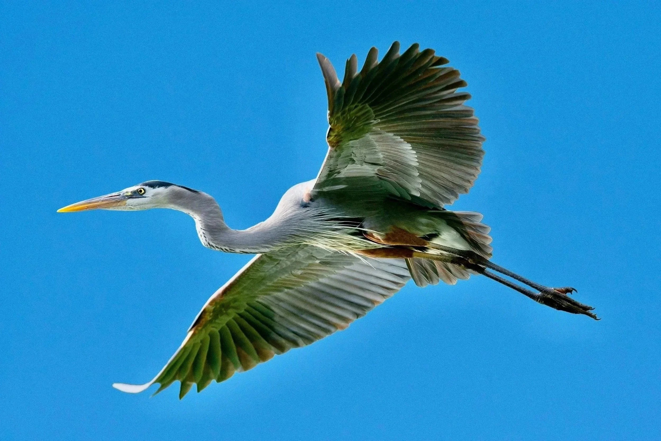 GREAT BLUE HERONS