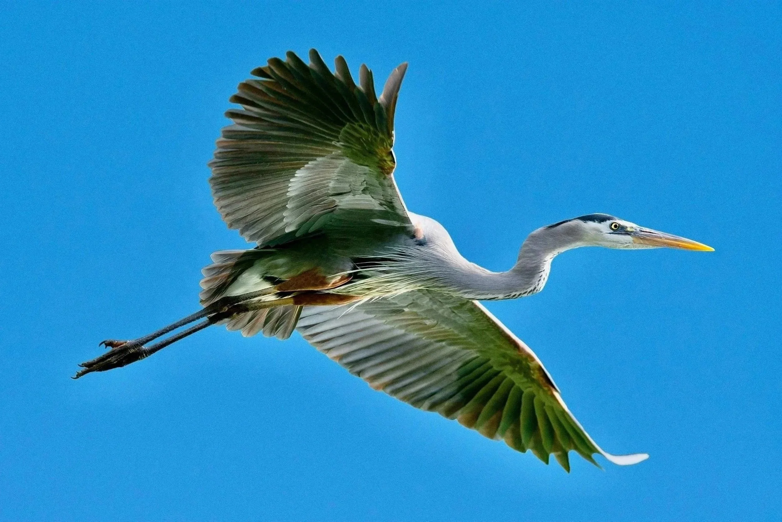 GREAT BLUE HERONS