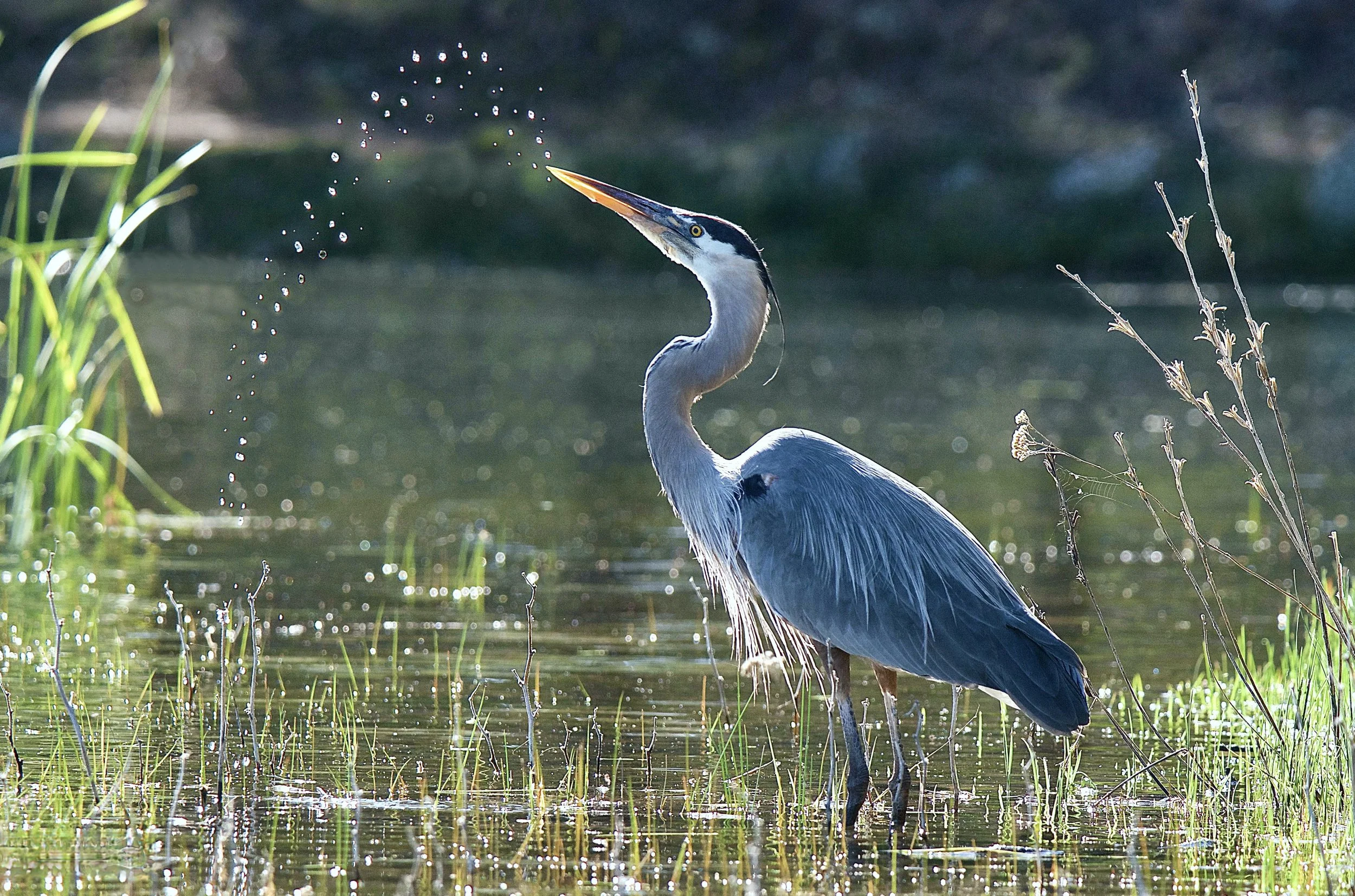 GREAT BLUE HERONS