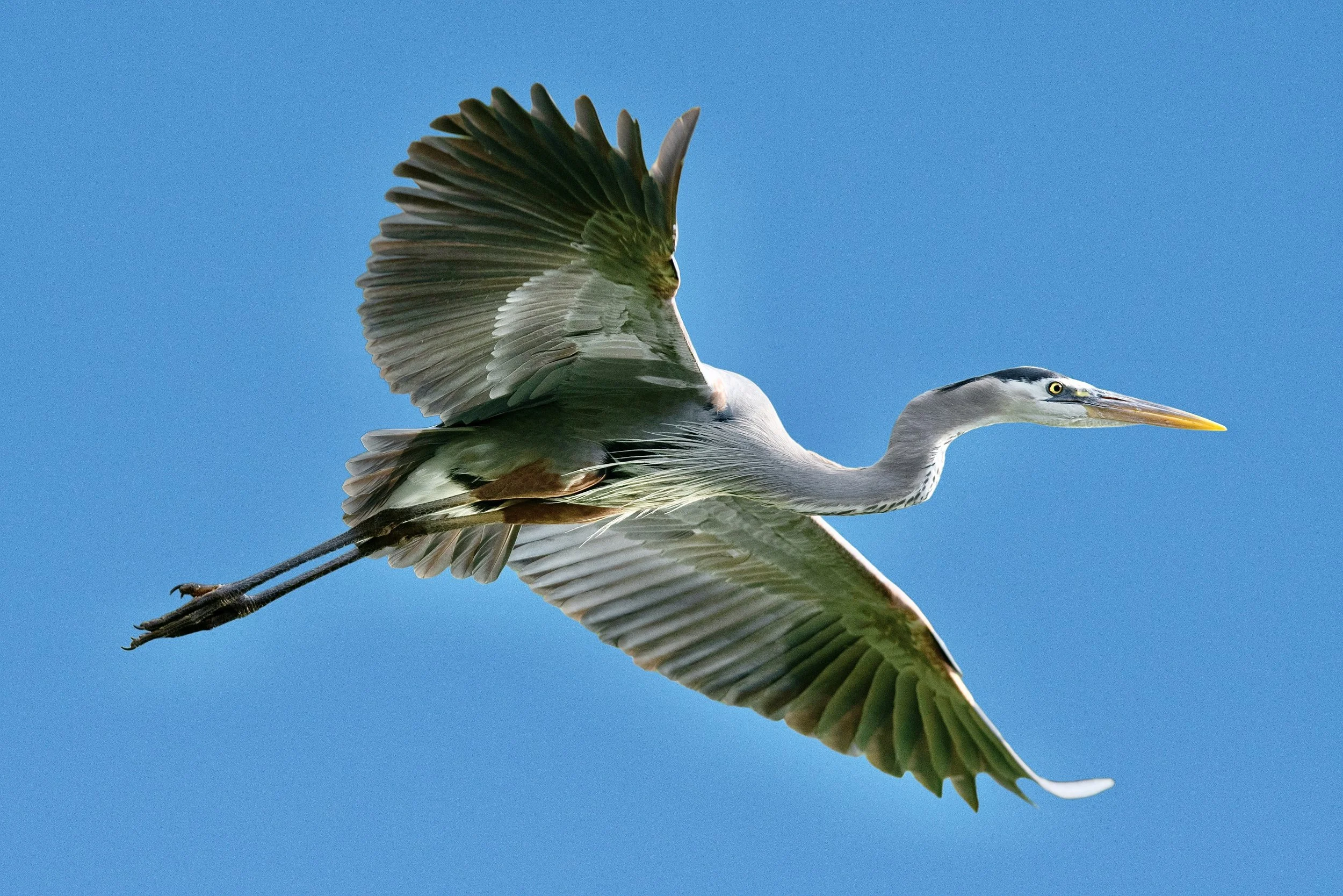 HERONS