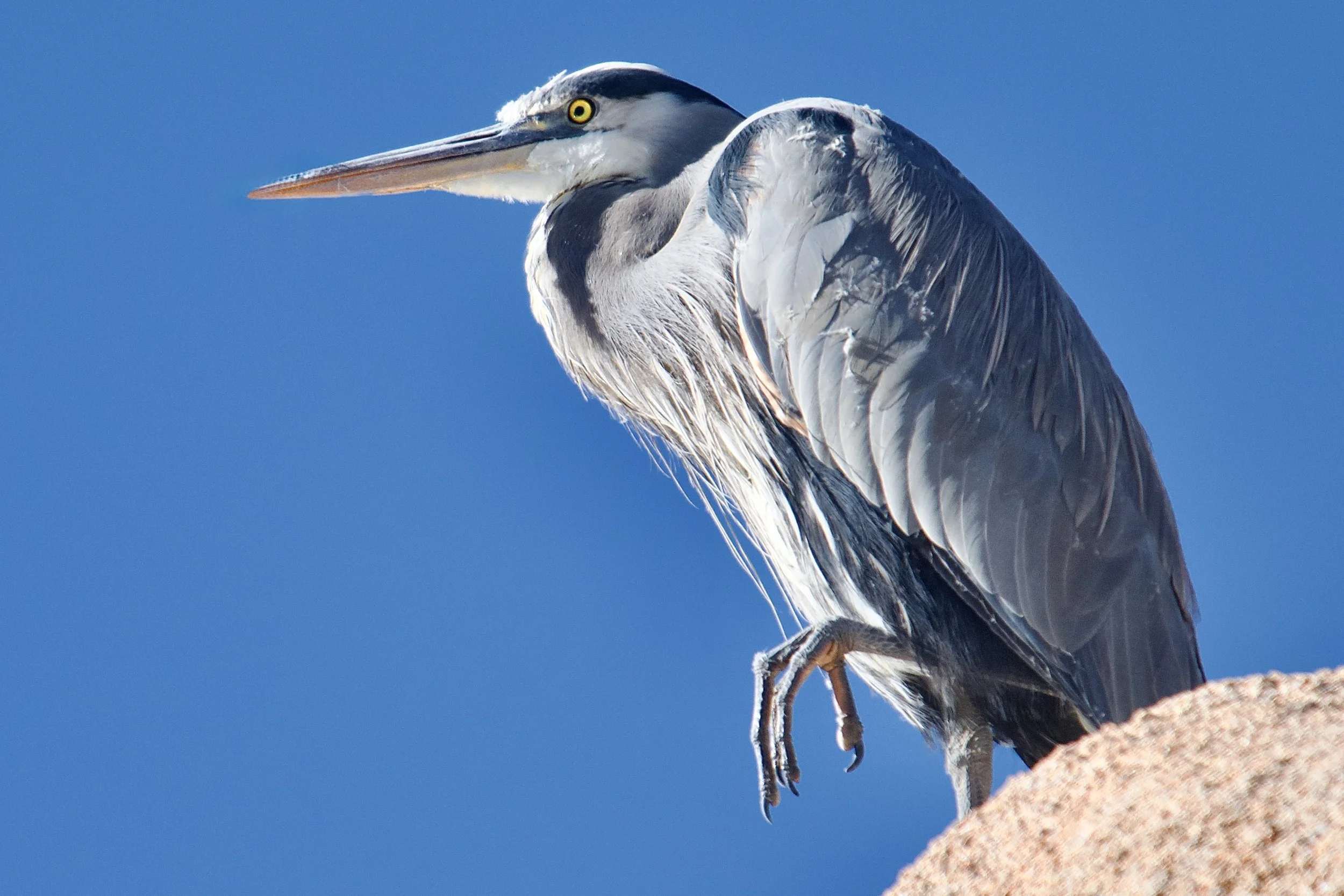 GREAT BLUE HERONS