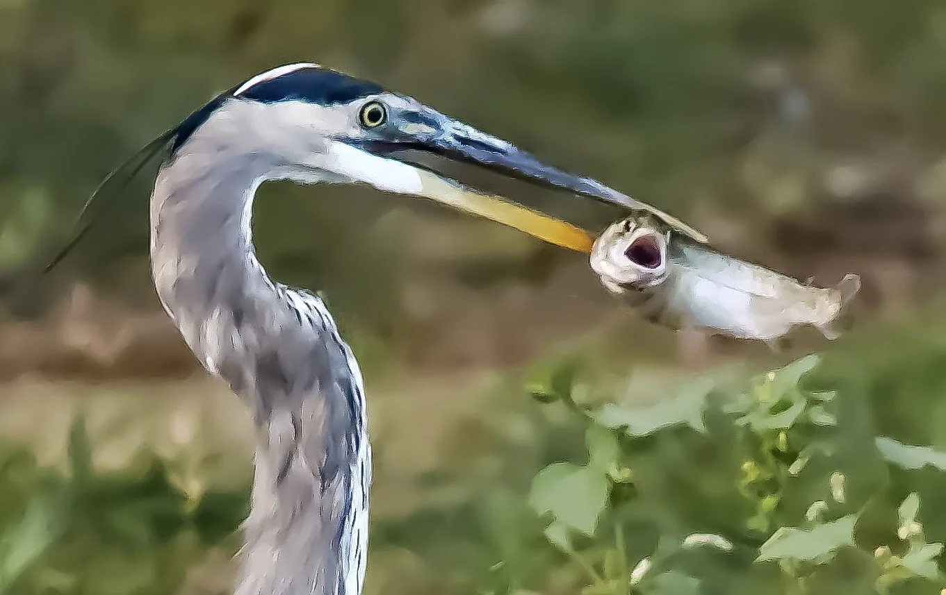 FISHING