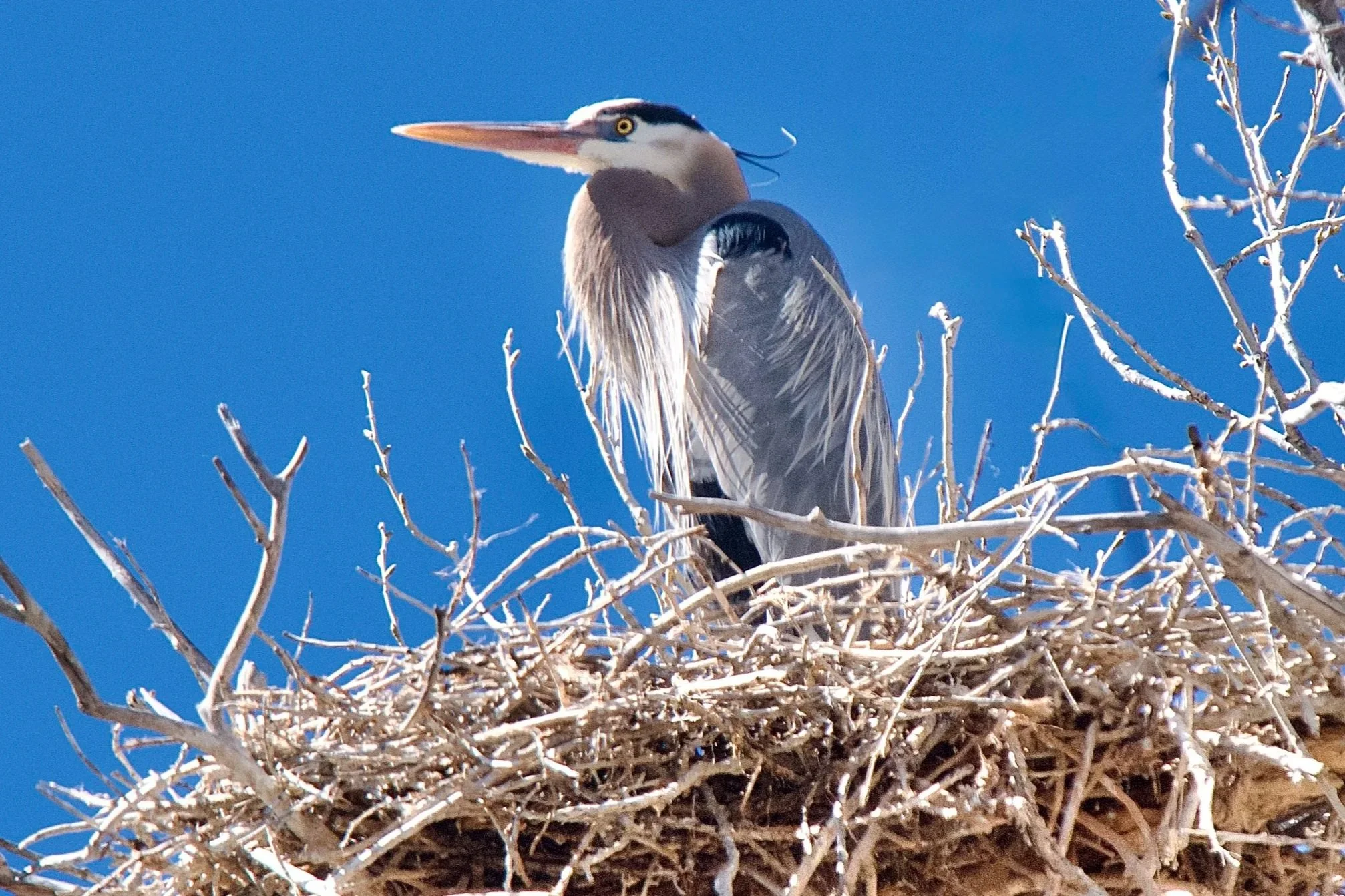 NESTING