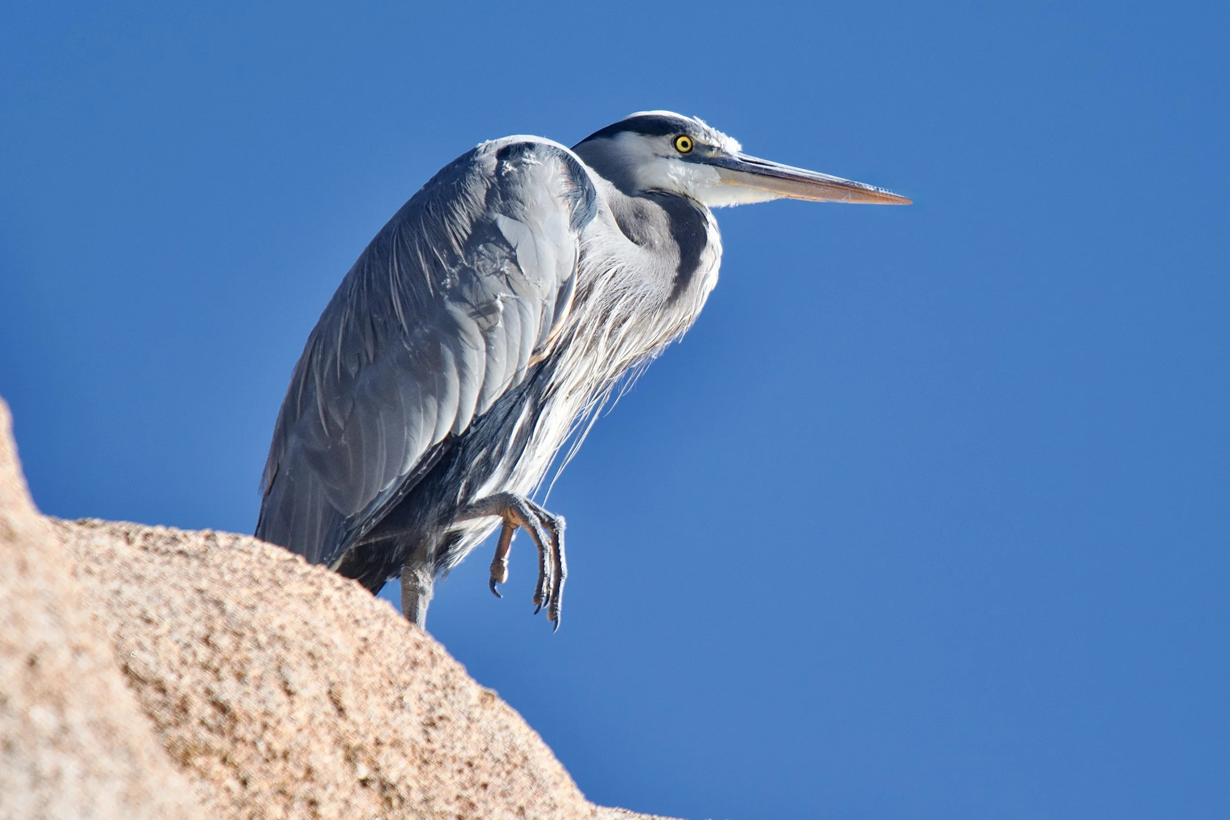HERONS
