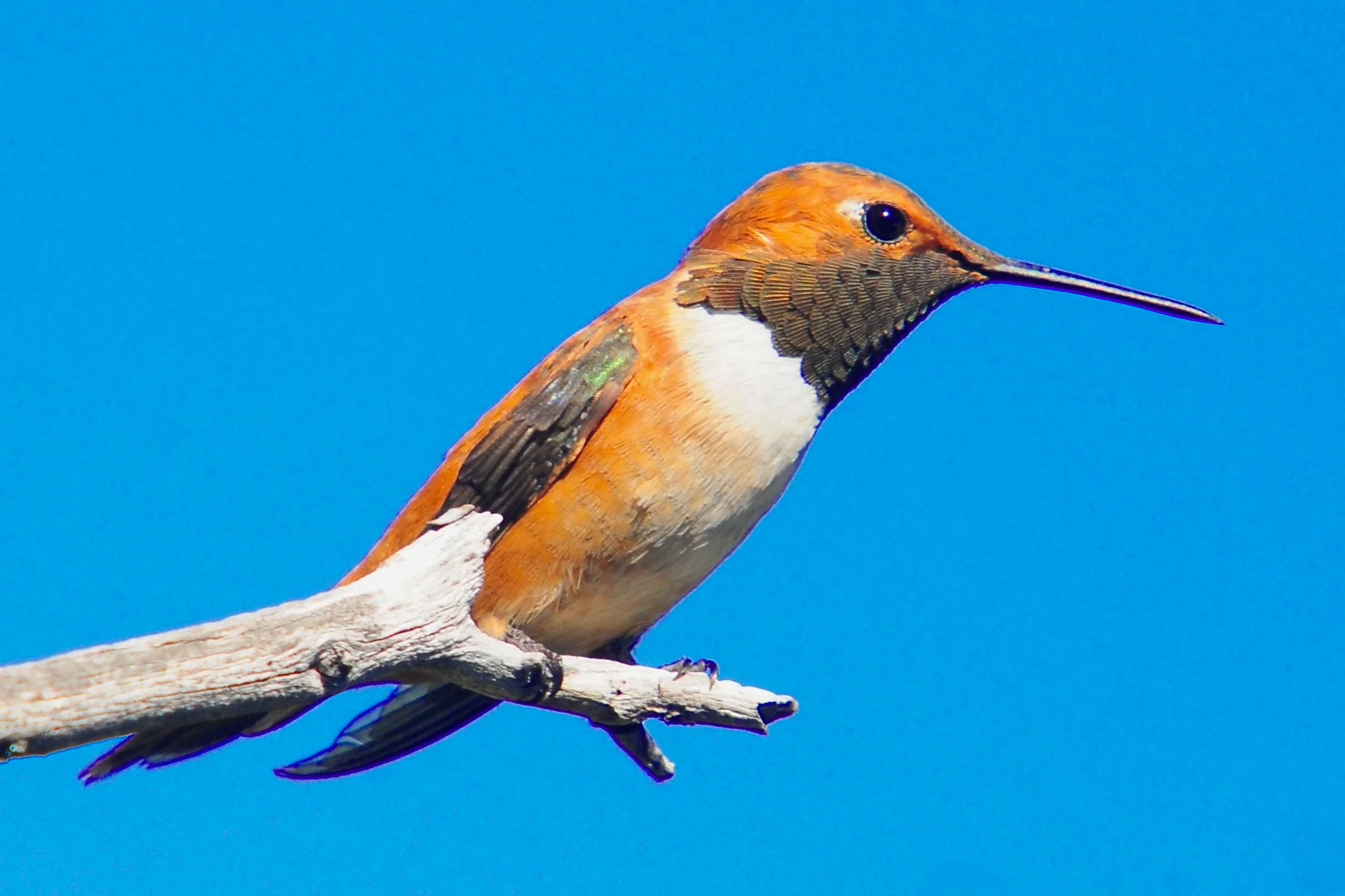 HUMMINGBIRDS