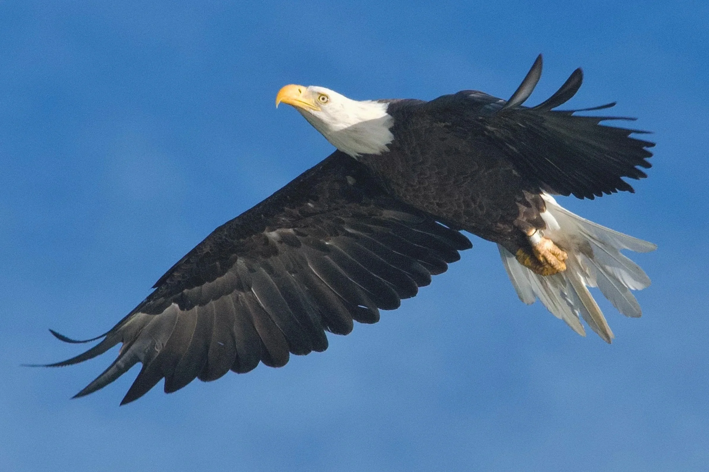 LARGER BIRDS