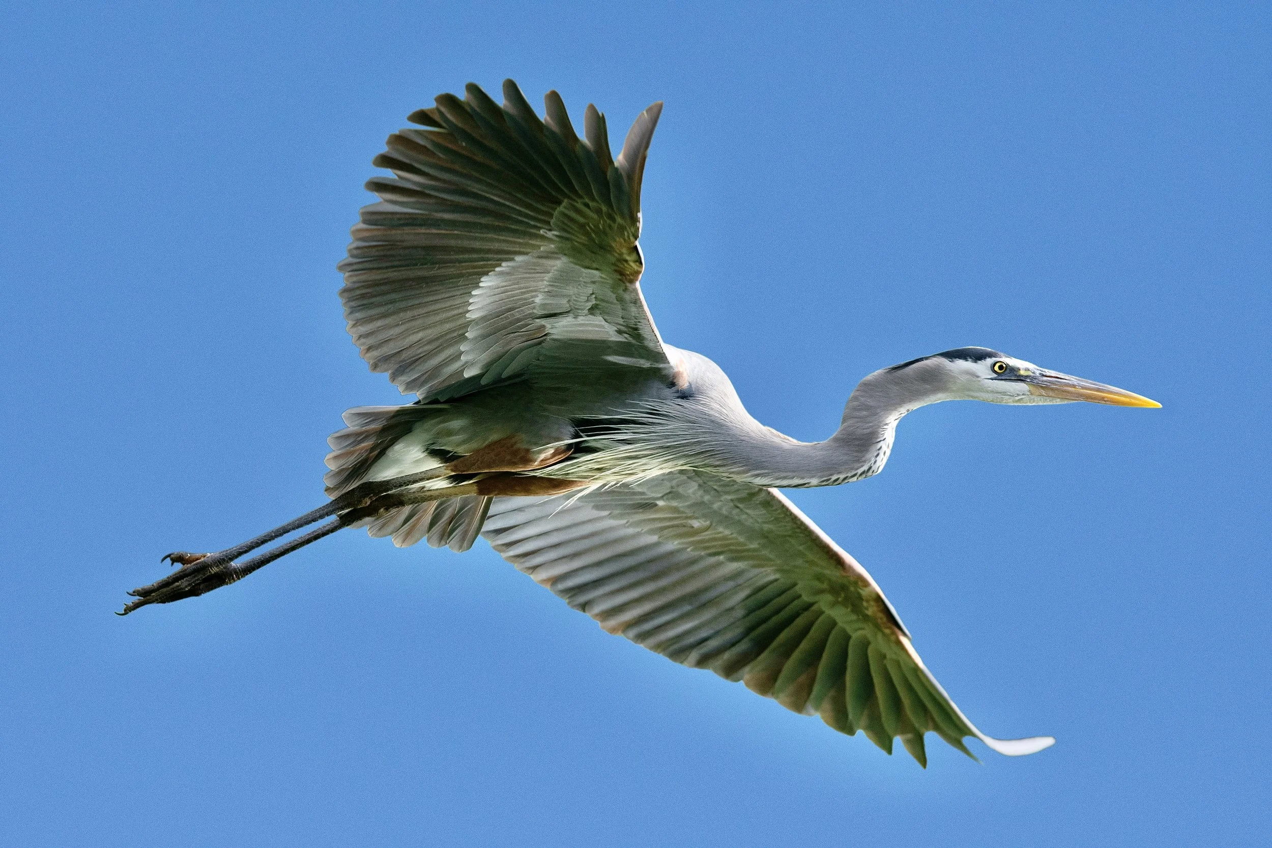 FLIGHT