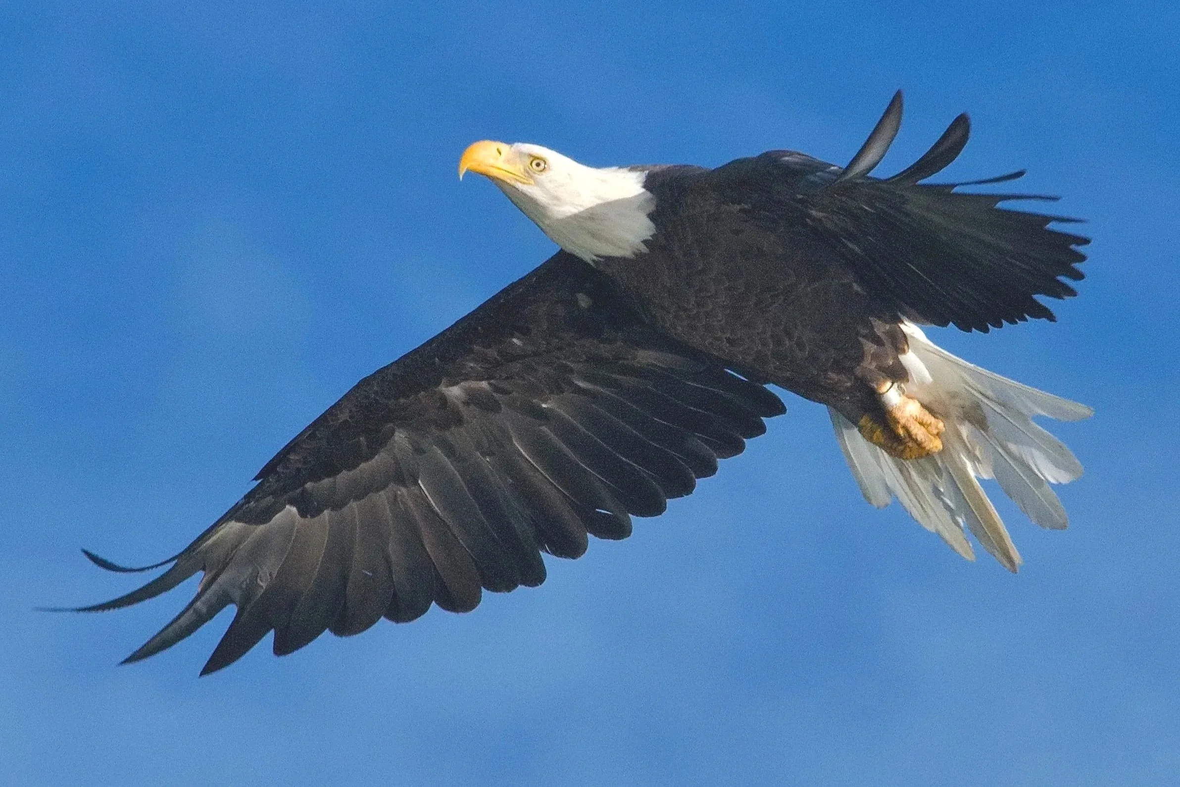 LARGER BIRDS