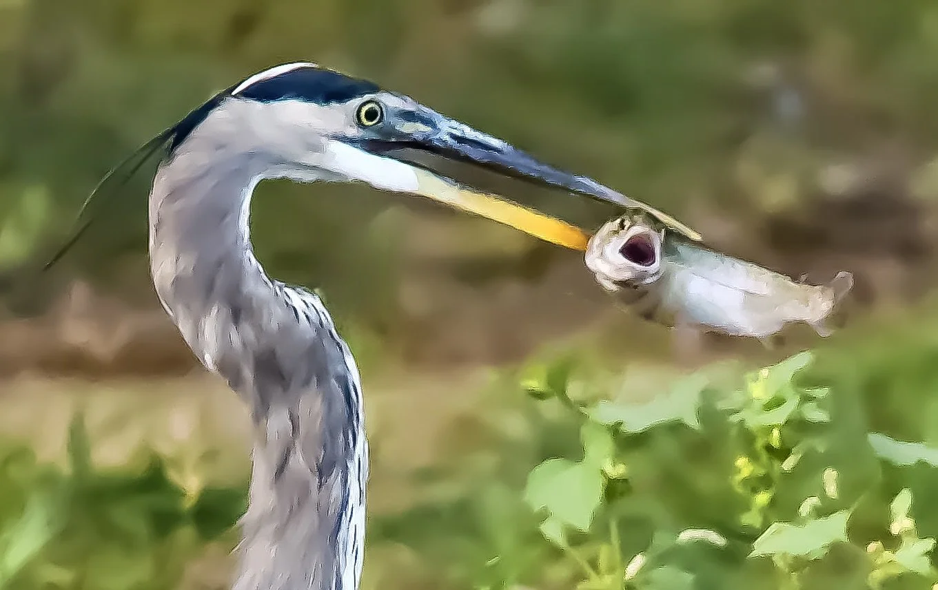 FISHING