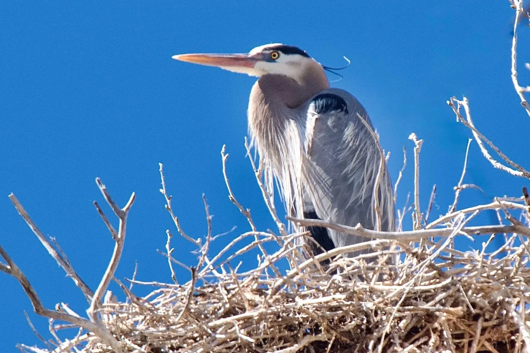 NESTING
