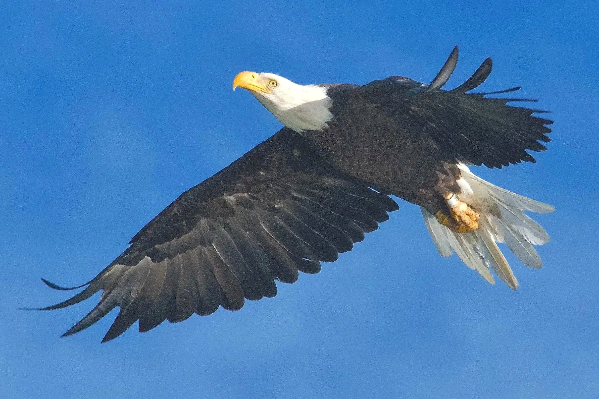 LARGER BIRDS